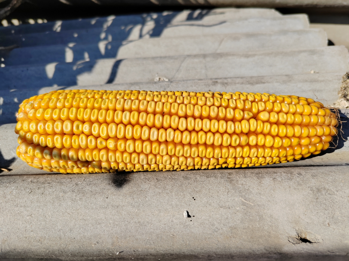 一份是人工费用,大家帮我看一下,哪一份是农户自己的室桓 玉米棒子