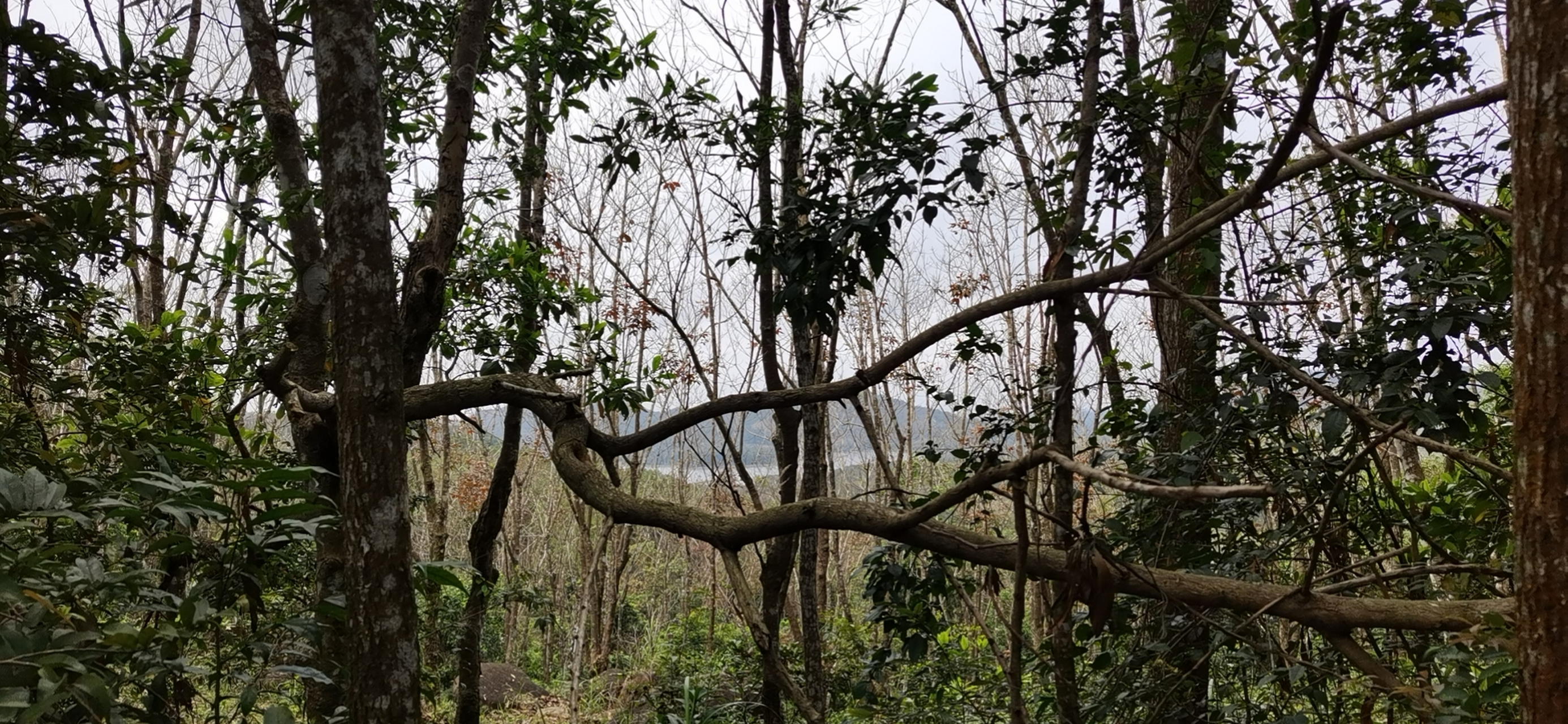 澄迈济公山风景区图片