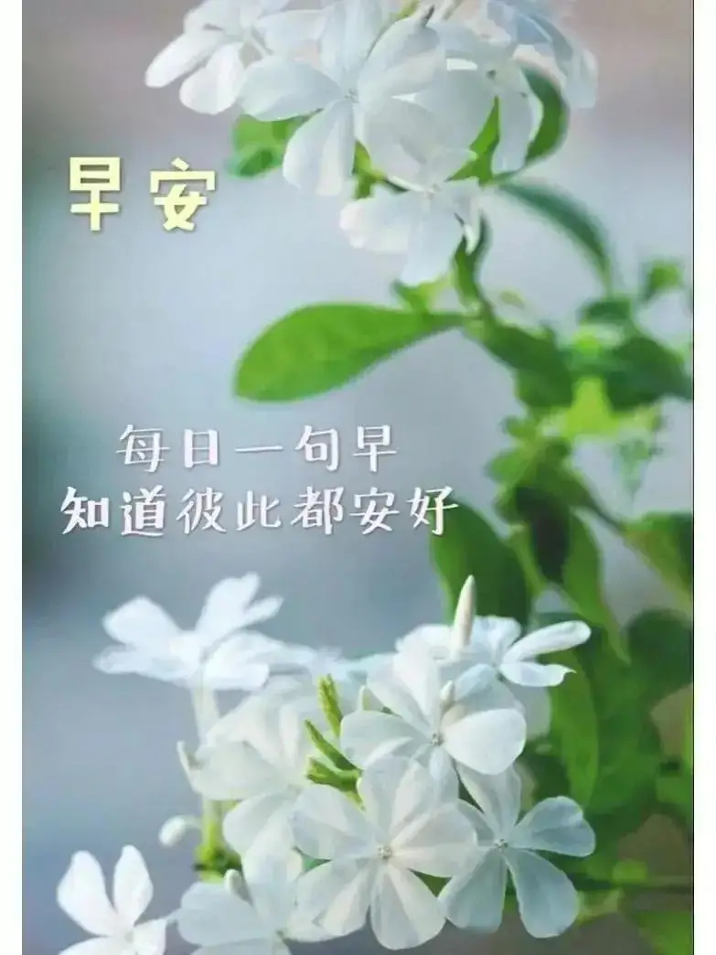 早安阳光图片花朵图片