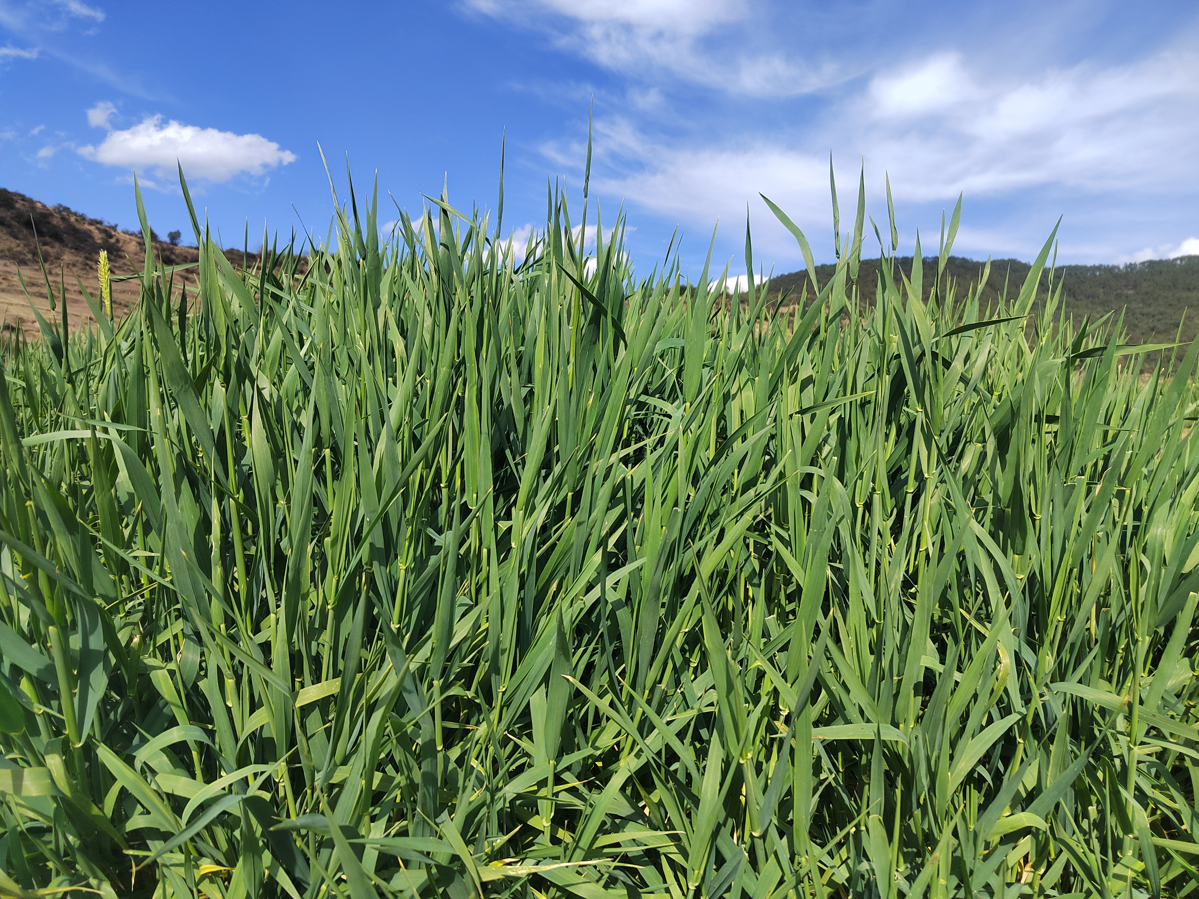 绿油油的一片,好像一块巨大的绿色地毯,让人心情舒畅!
