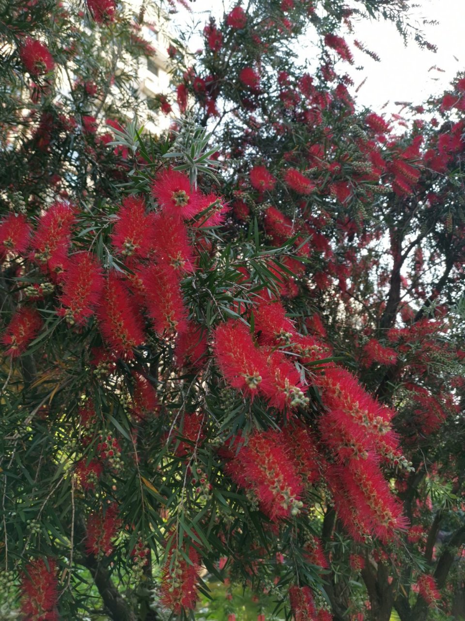 垂枝红千层介绍图片