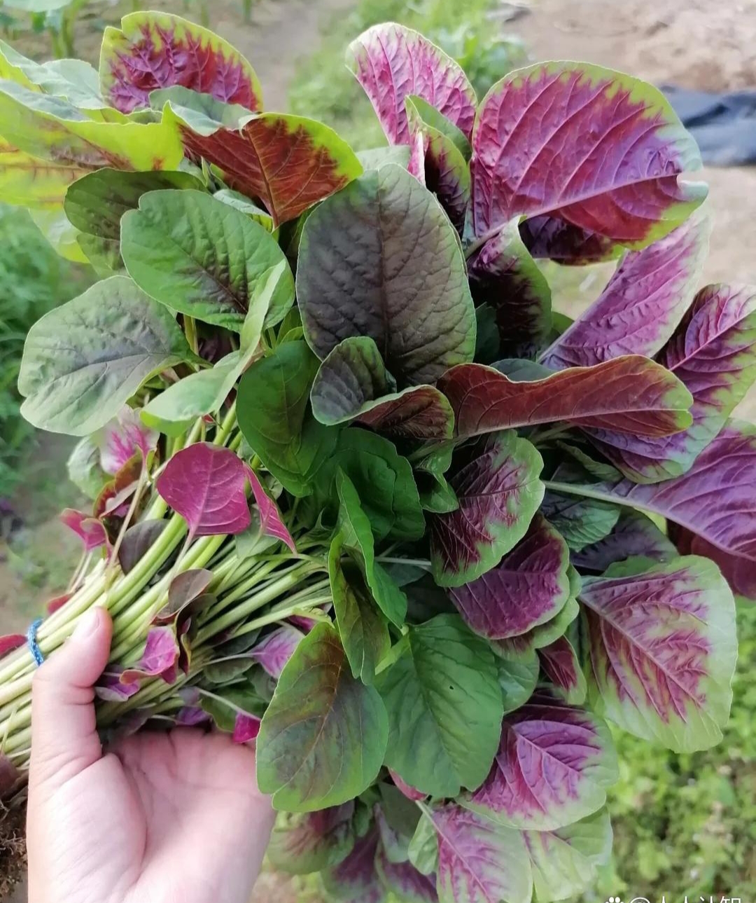 它富含营养,对我们的健康很有帮助,苋菜可以有多样化们的吃法,可以