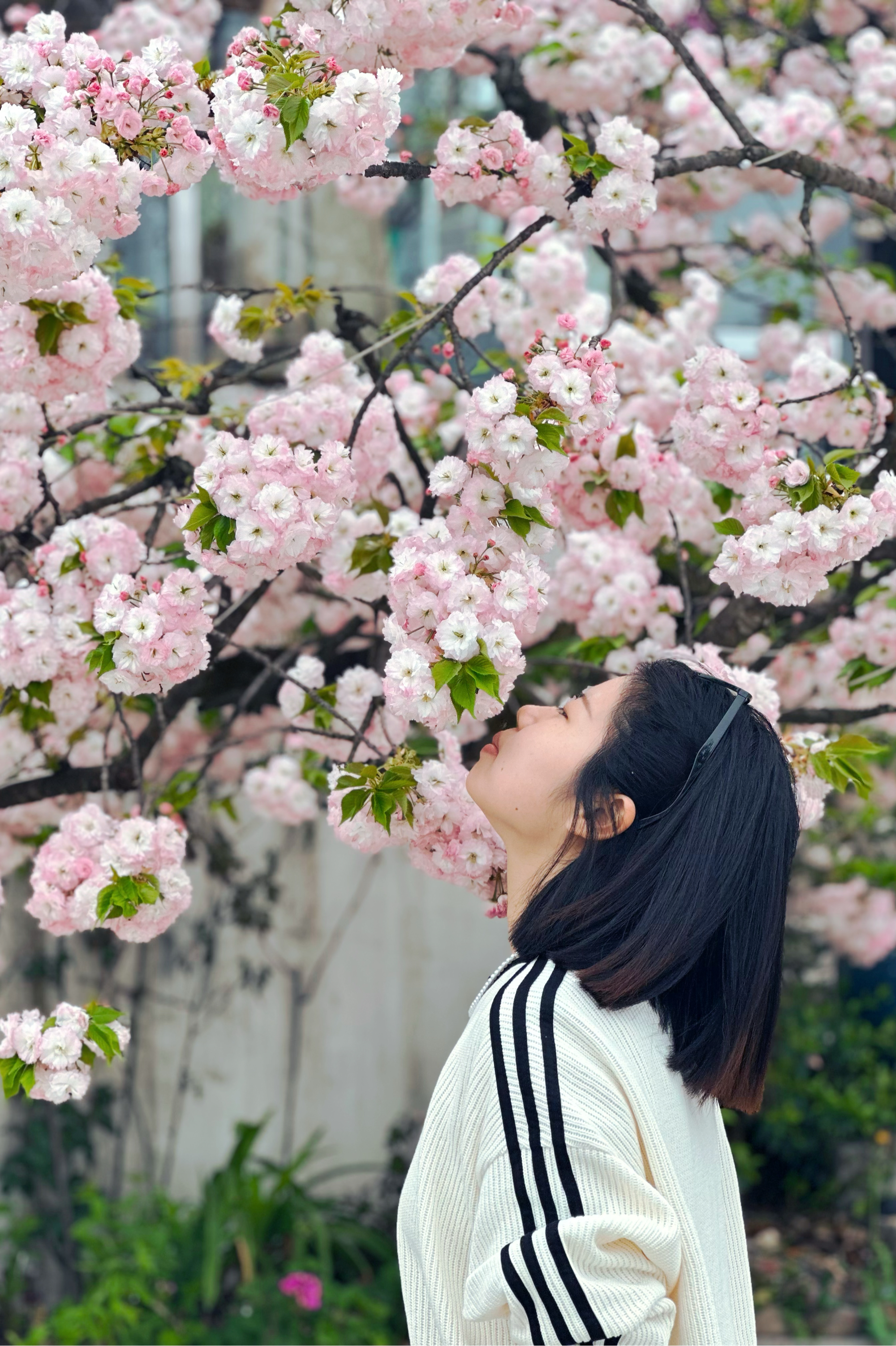 美女赏花 春天图片