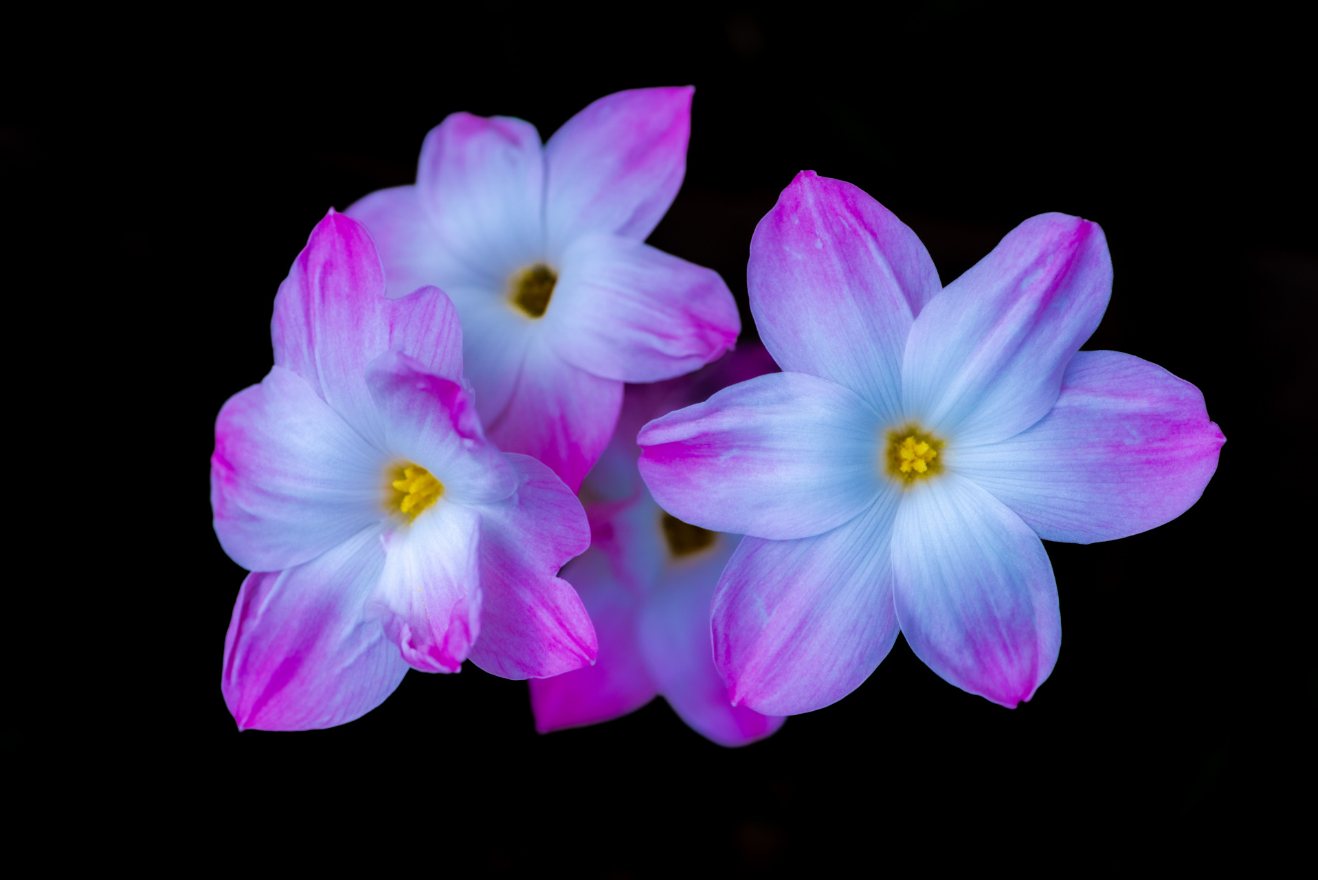 摄影爱好者联盟# 风雨兰—胖丽丽