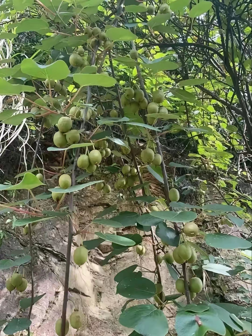 鸭掌木的果实图片图片