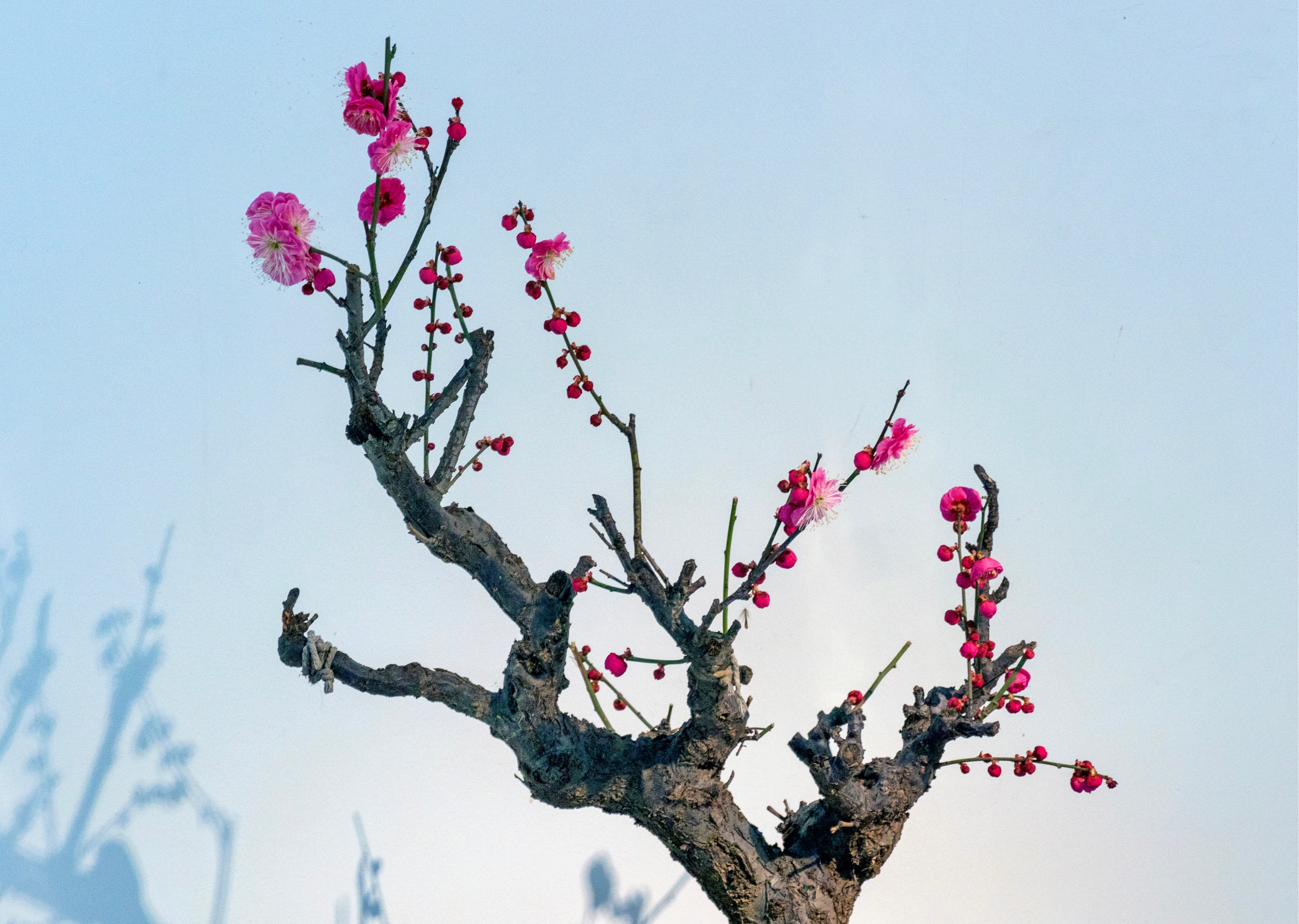 郑州紫荆山公园梅花展图片