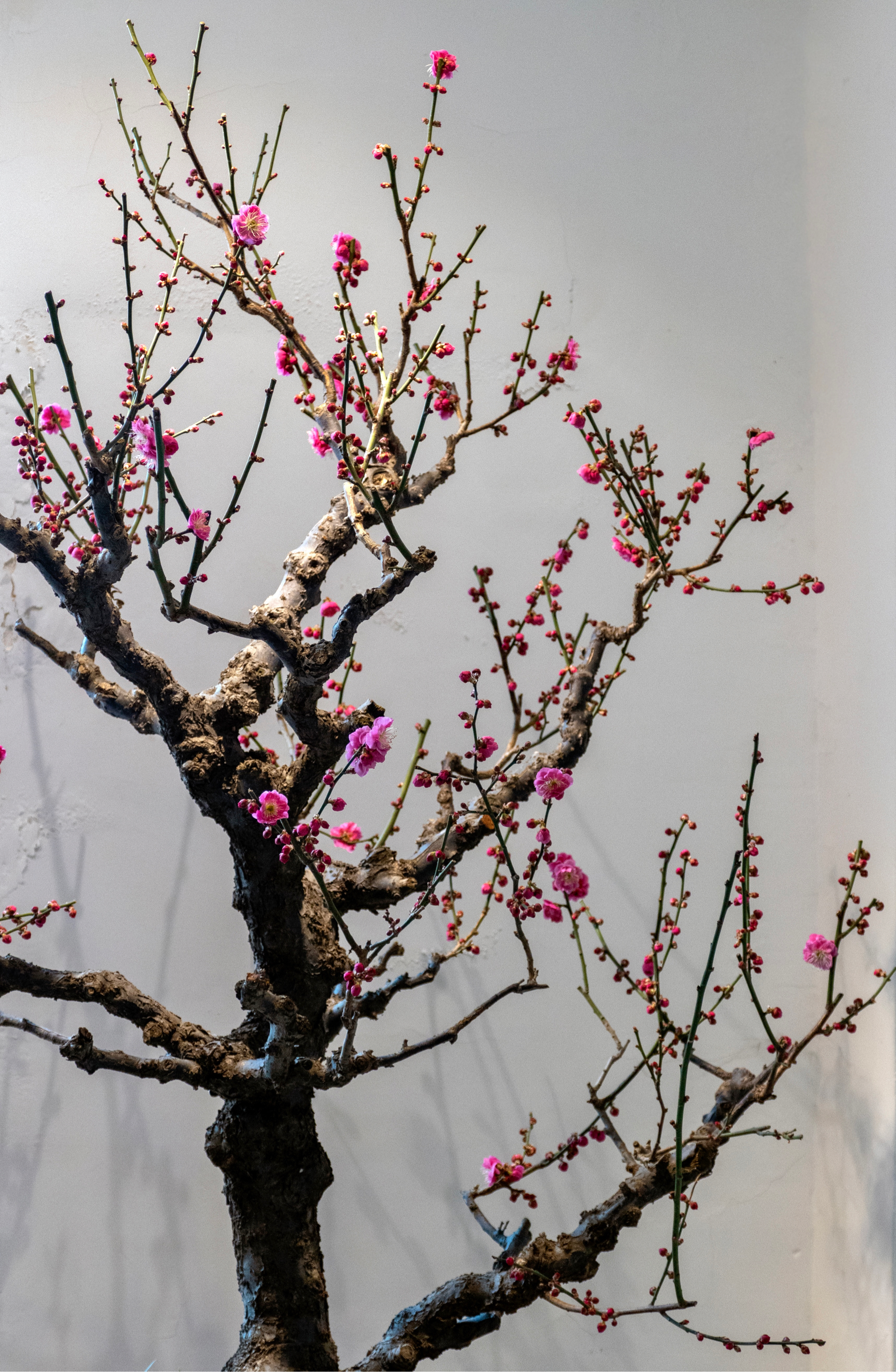 郑州紫荆山公园梅花展图片