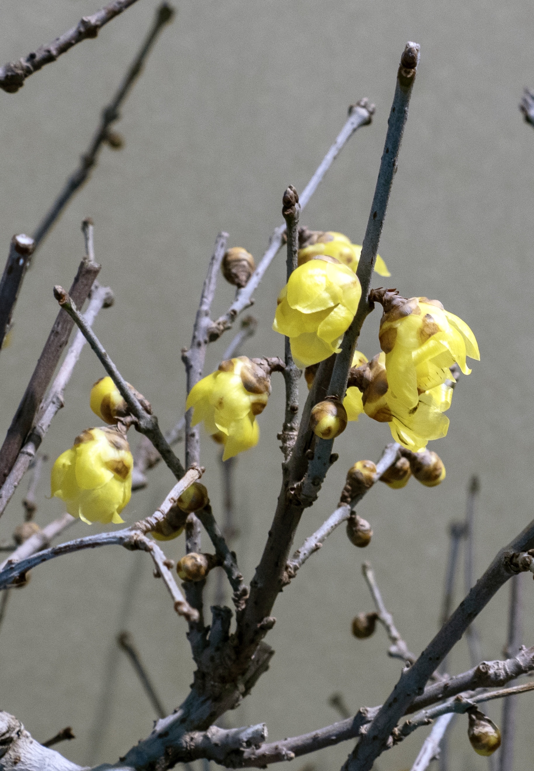 郑州紫荆山公园梅花展图片