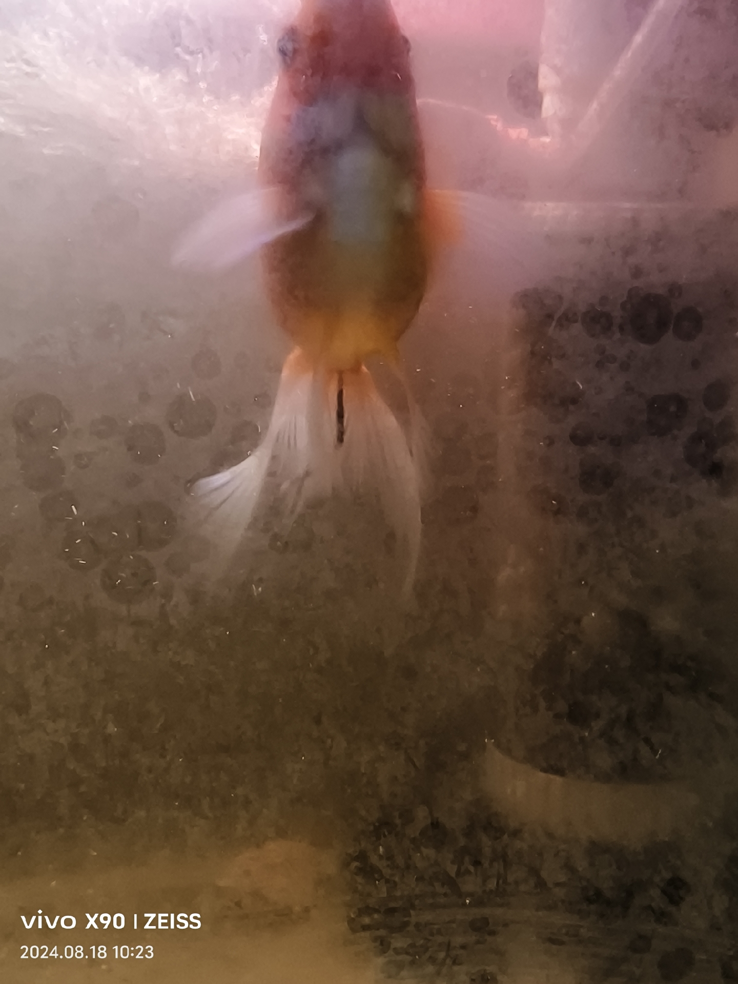 帮忙看看,金鱼这是要产卵吗