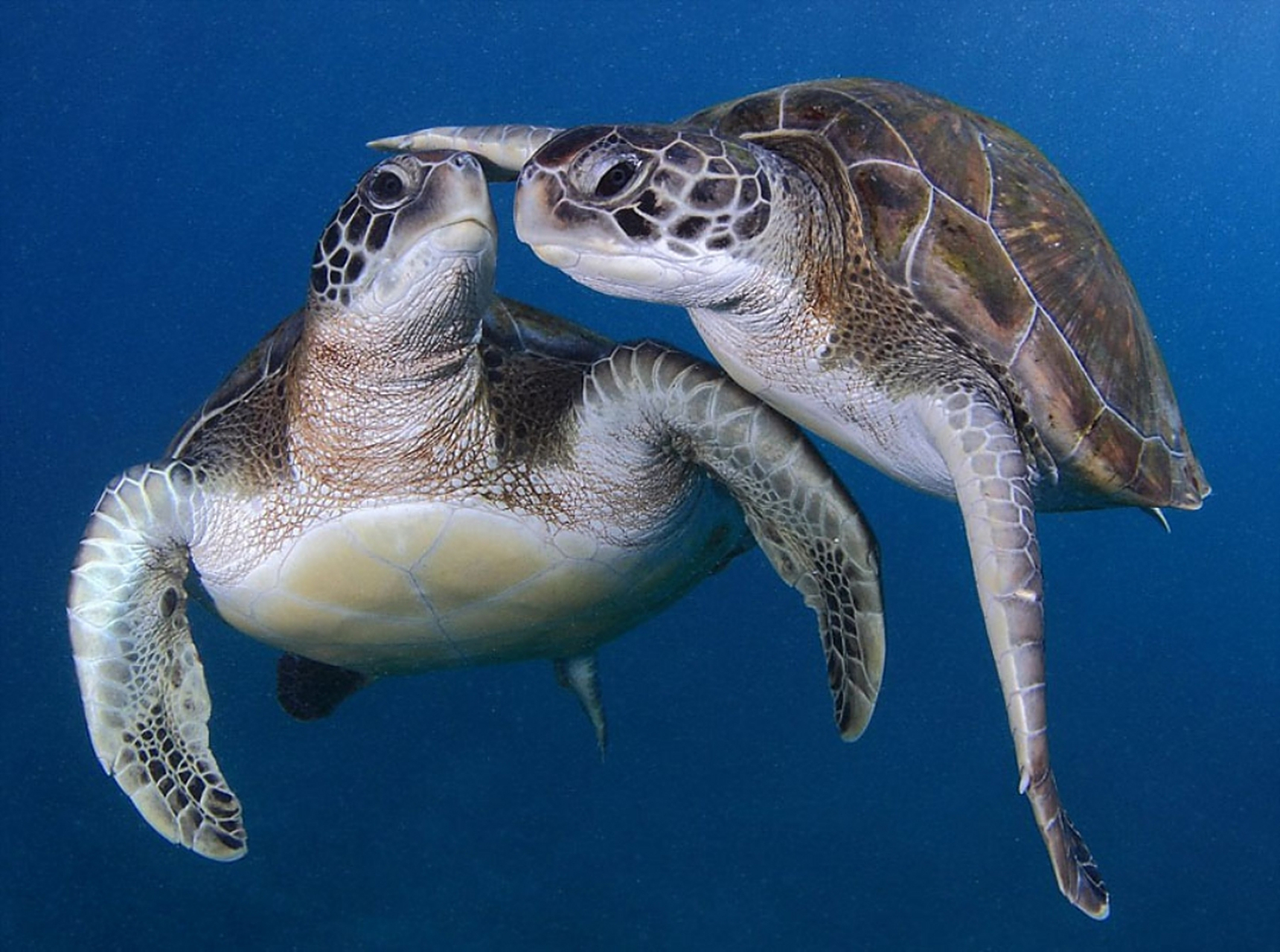 世界上不可能有彩色海龟 图1是张摄影作品,这可怜的龟龟,我断定是只