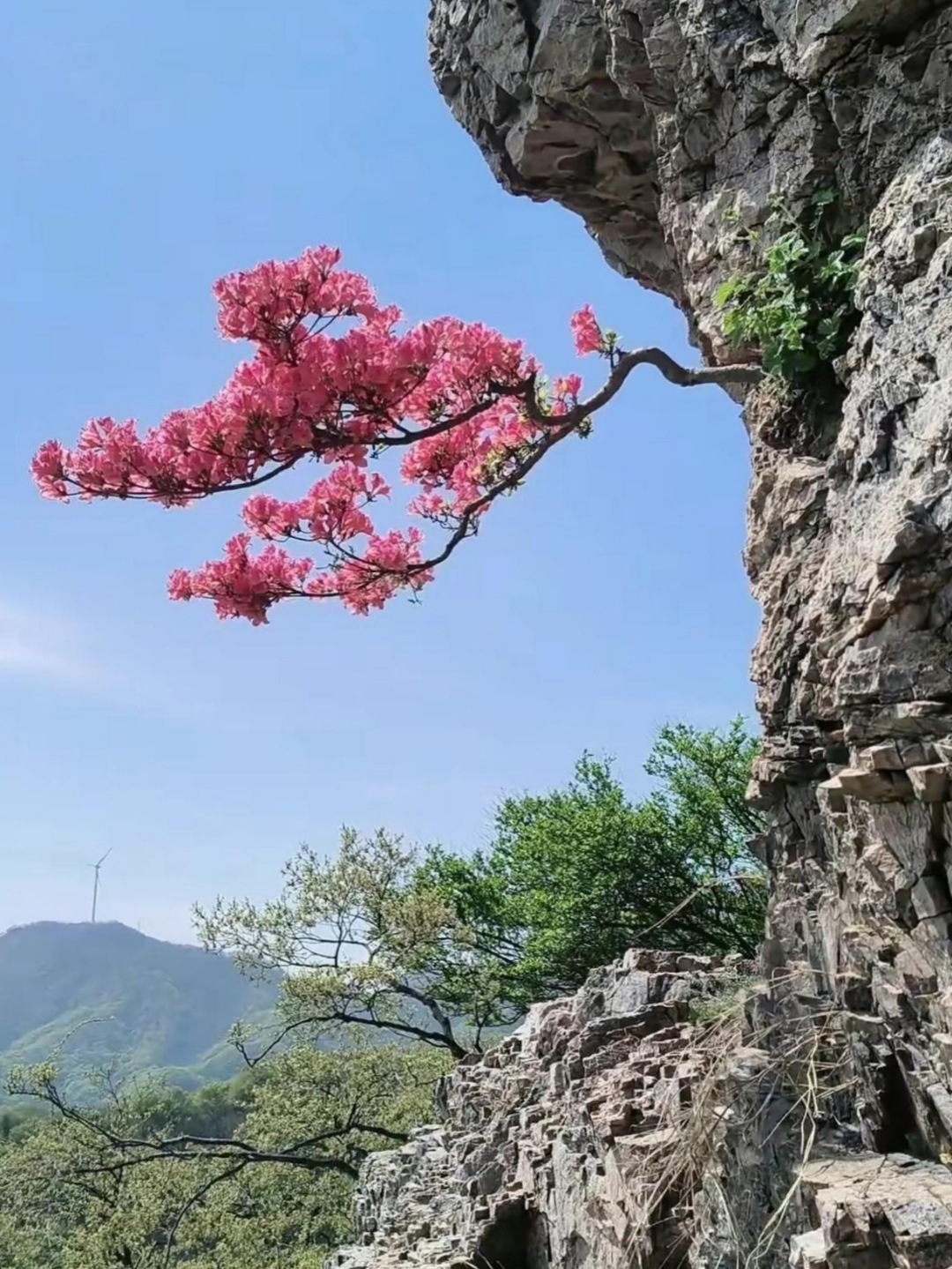 花树风景图片大全图片