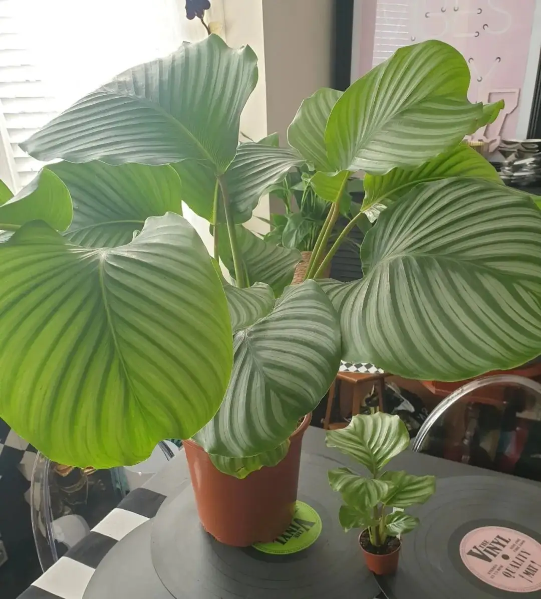 跨年创作挑战赛#青苹果竹芋有着非常大的叶子,植株可以长得特别高大