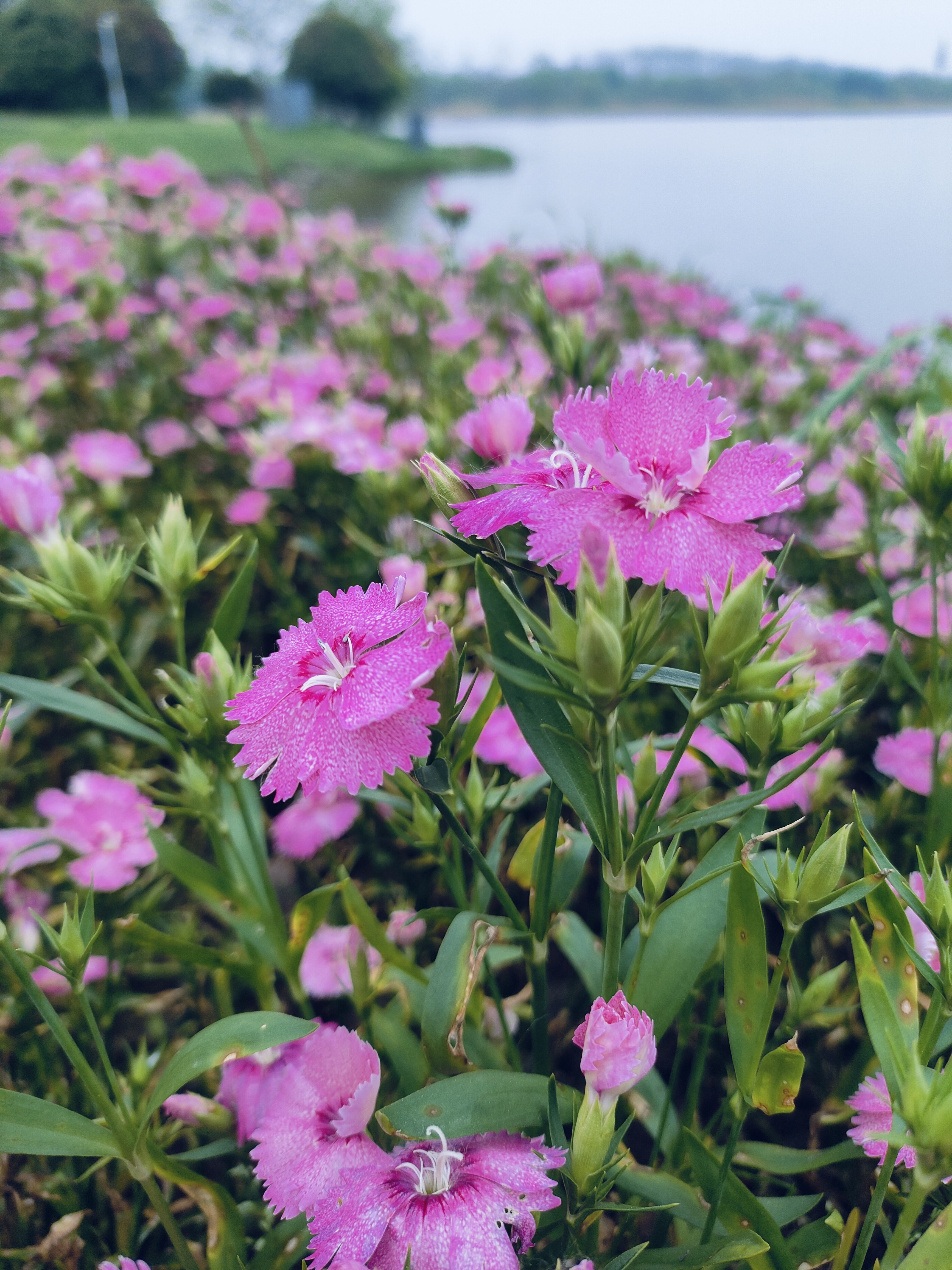 绿石竹开花图片