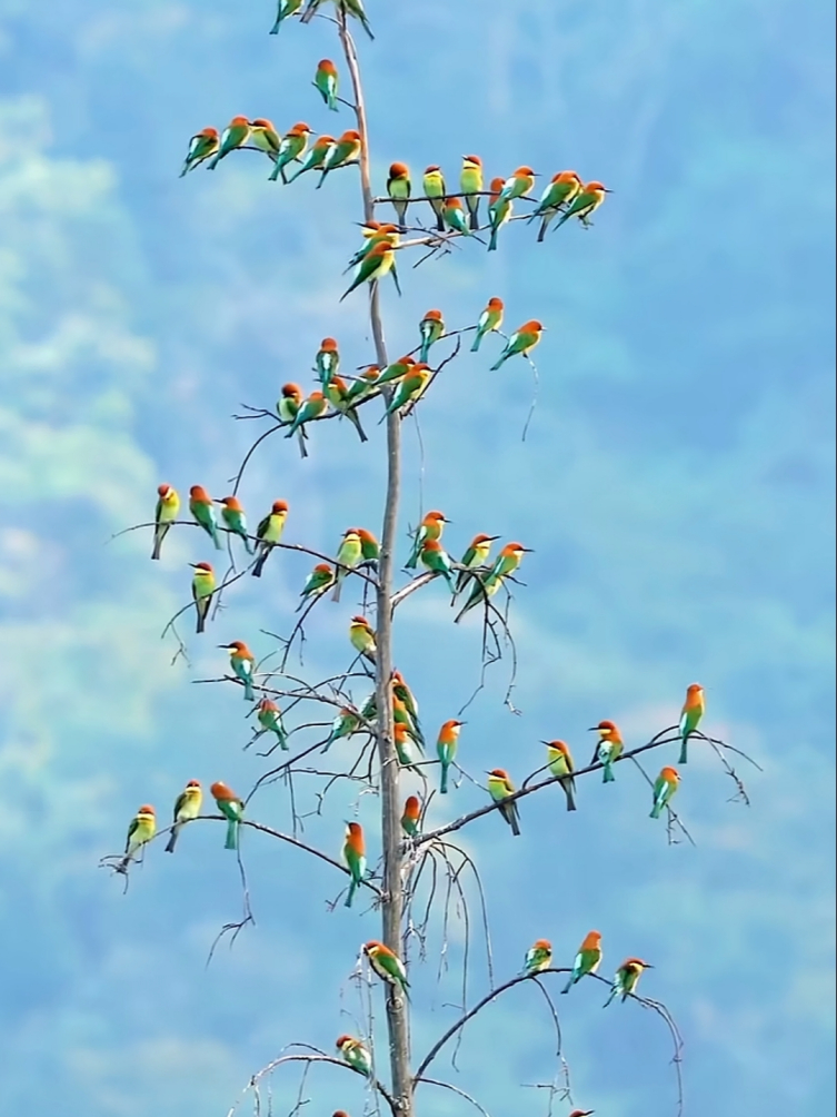 春天来了,小翠鸟们趴满了枝头.