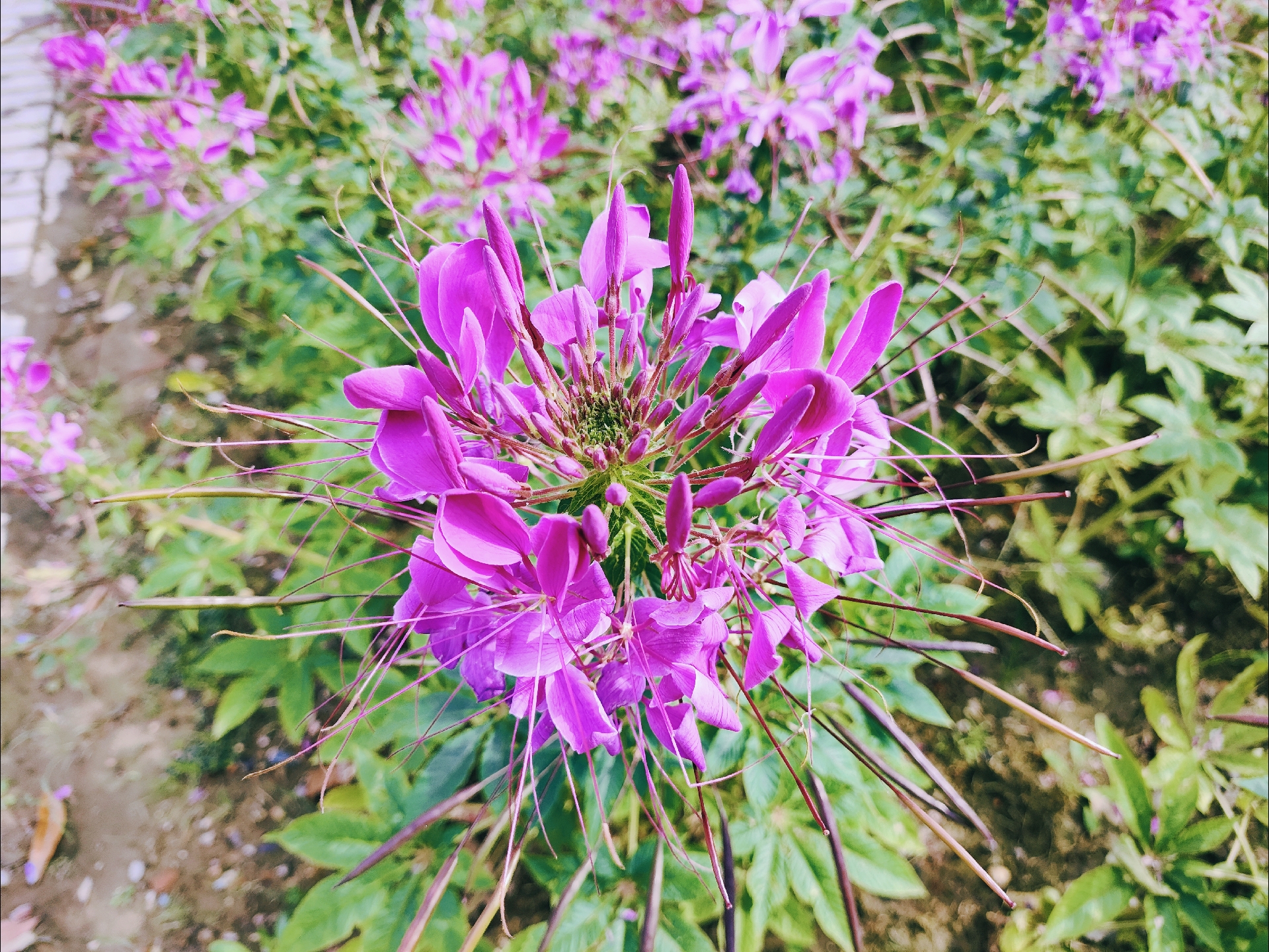 醉蝶花的颜色图片