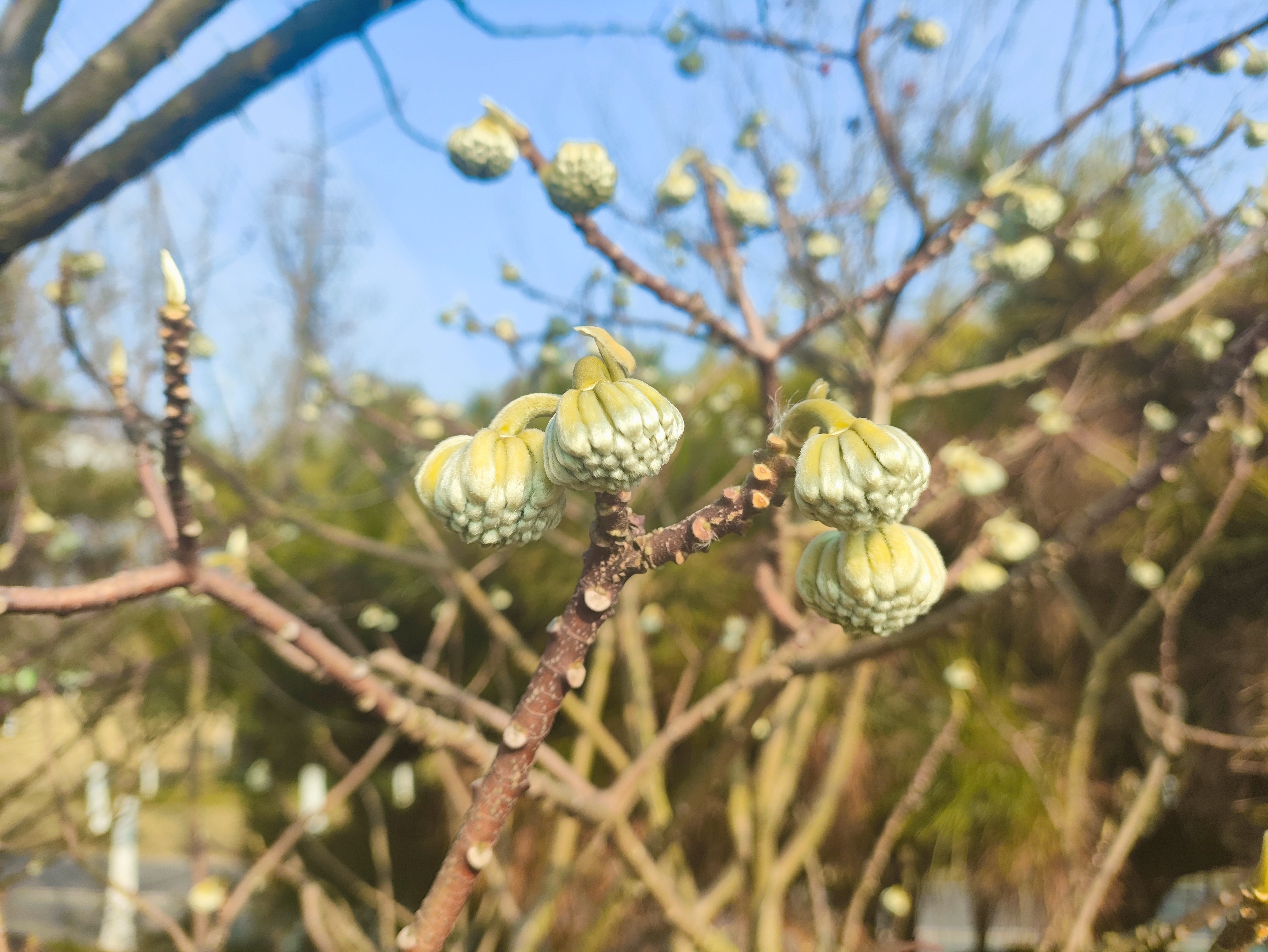 结灯花的征兆图片