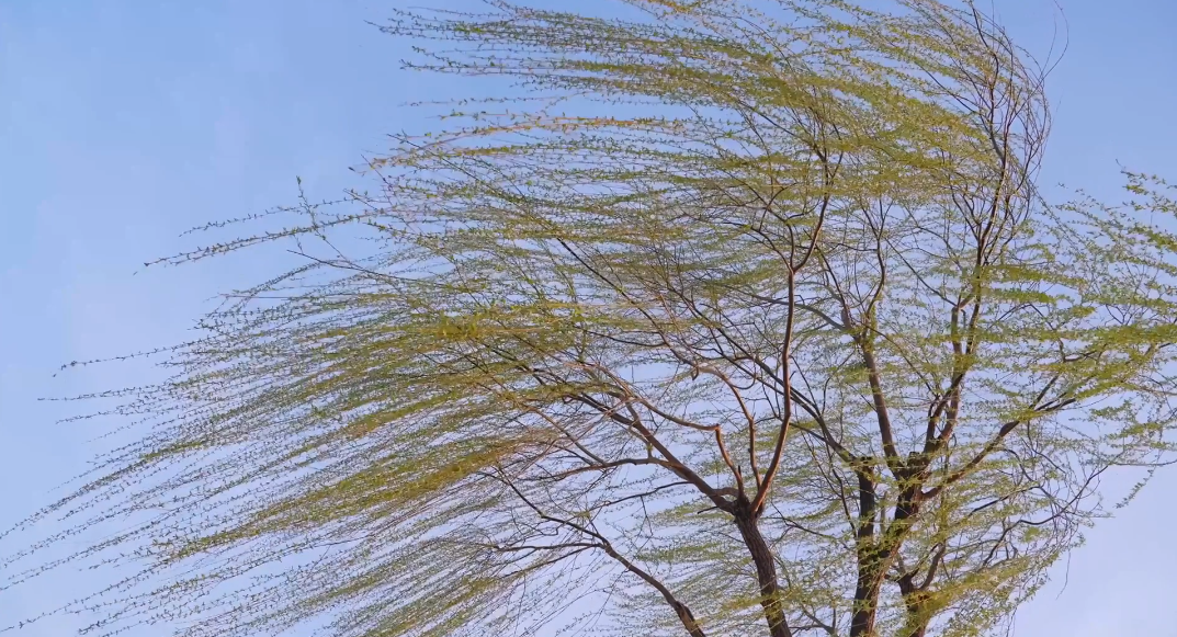 4月29日,黑龙江北安市刮起了大风,平均风力达到7~8级,瞬时阵风力超过