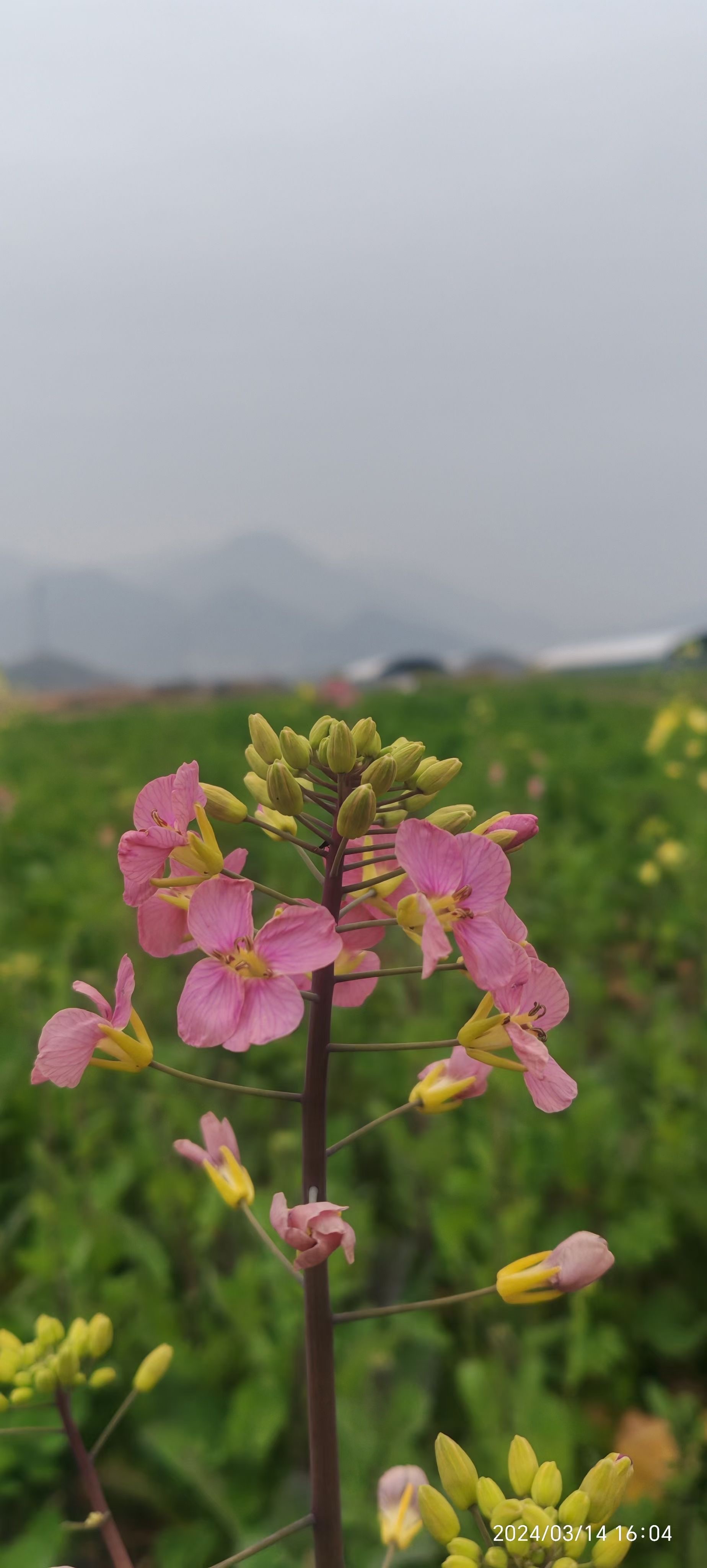 紫杆油菜花图片