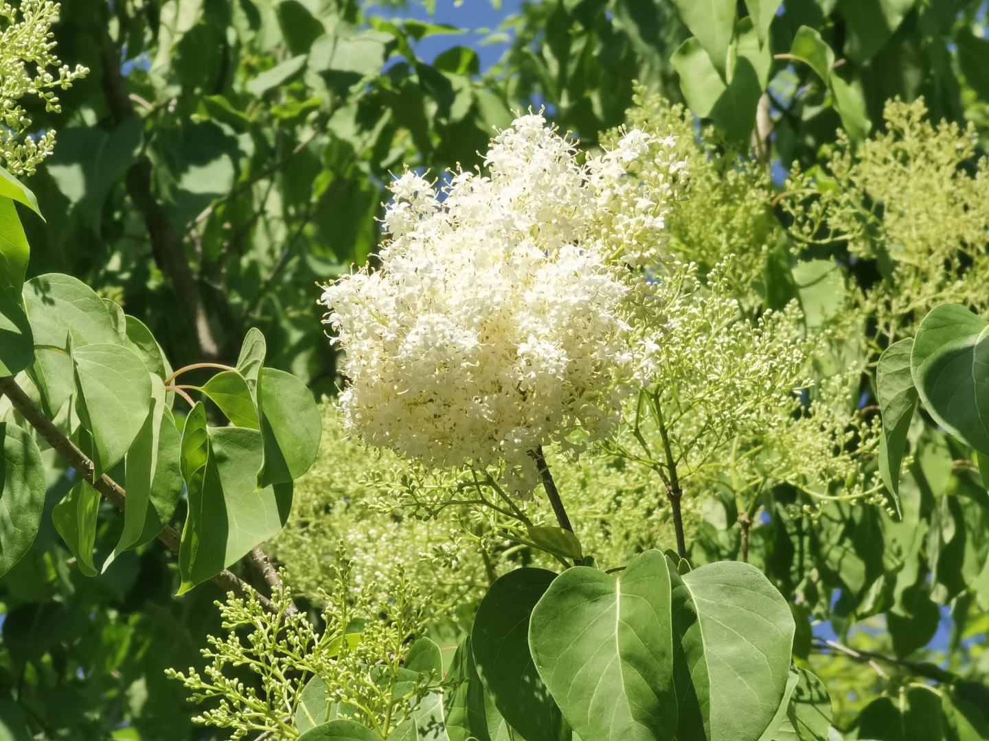 不知道这个树种的名字,开的花成团,像棉花一样,那花有一种很清香的