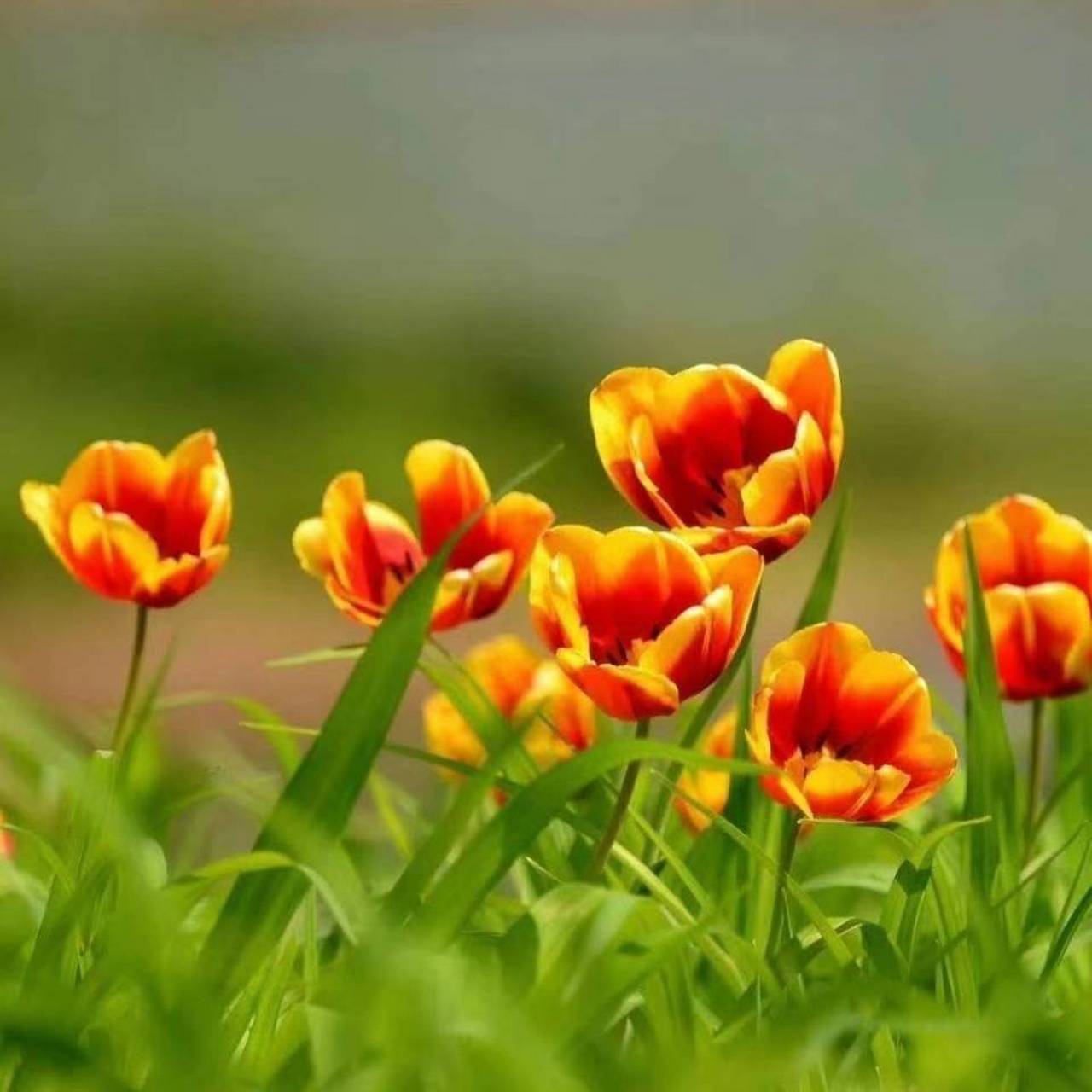 问情 文/醉花雨诗 问情悠悠 似涟漪轻叹心头 爱的