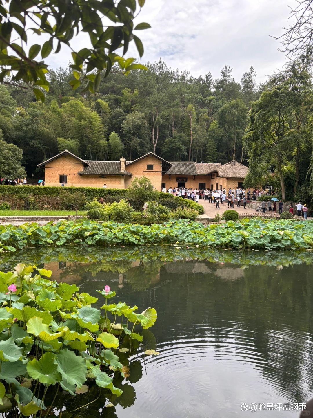 红林花海 韶山图片