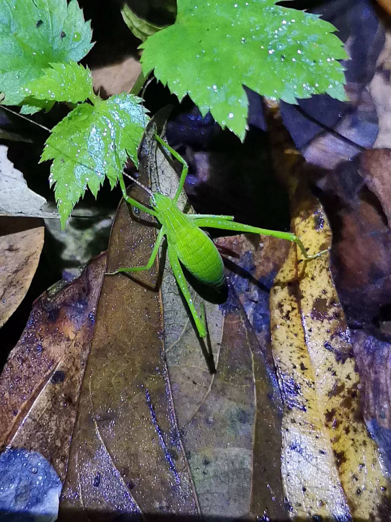 纺织娘在虫玩中份量欠点,这虫子优点是大方霸气不怯场,永远是昆虫生态