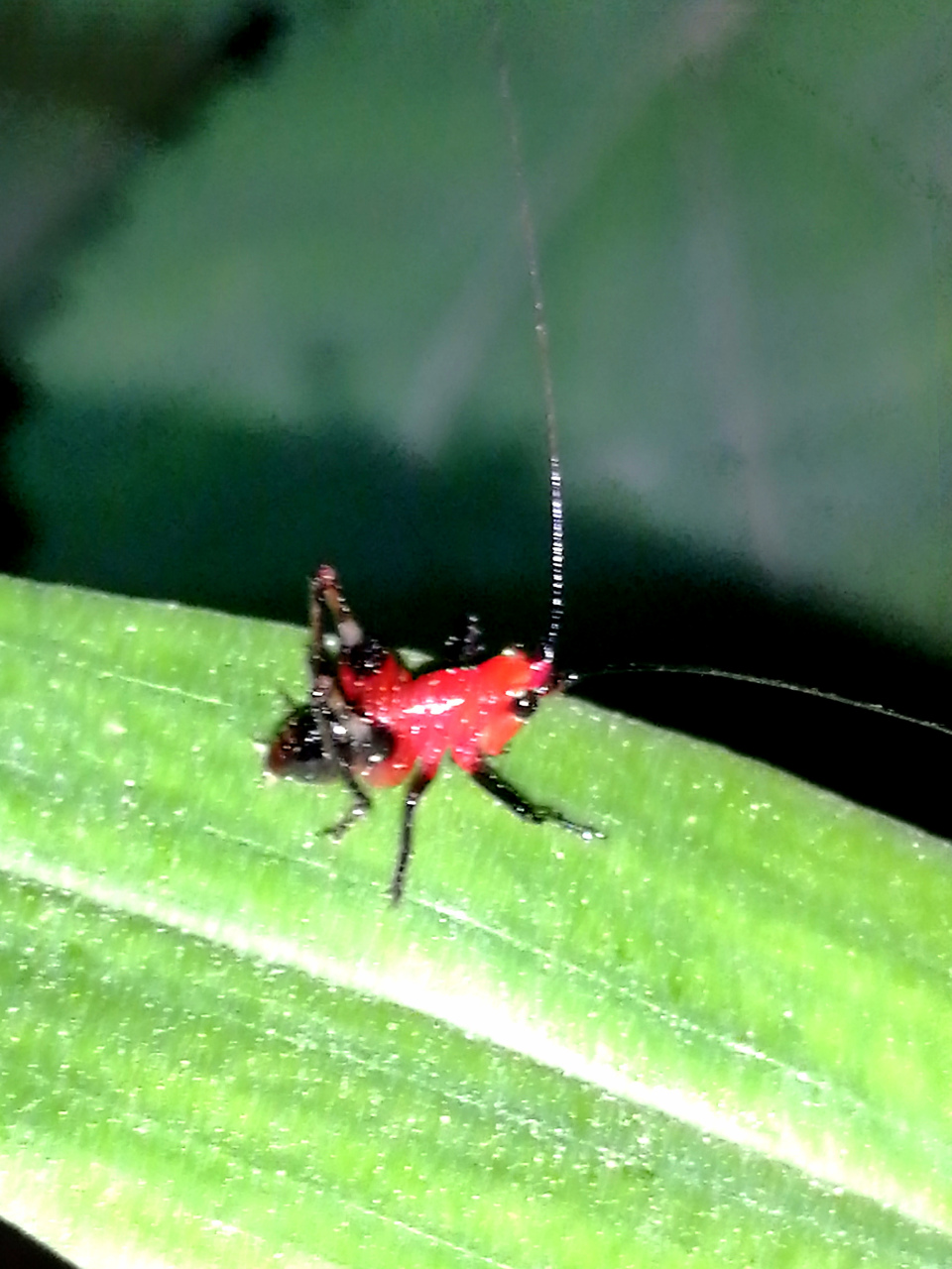 悦鸣草螽也叫红精灵蝈蝈,螽斯颜值代表,非常漂亮,观赏性极强.