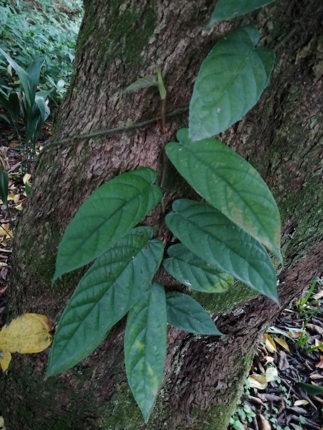 珍珠莲～很好听的名字!其实是榕属的一个变种,木质攀援匍匐藤状灌木