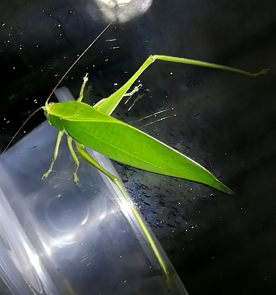 漂亮的螽斯 98虫子也能这么可爱.@桂山虫阁的动态