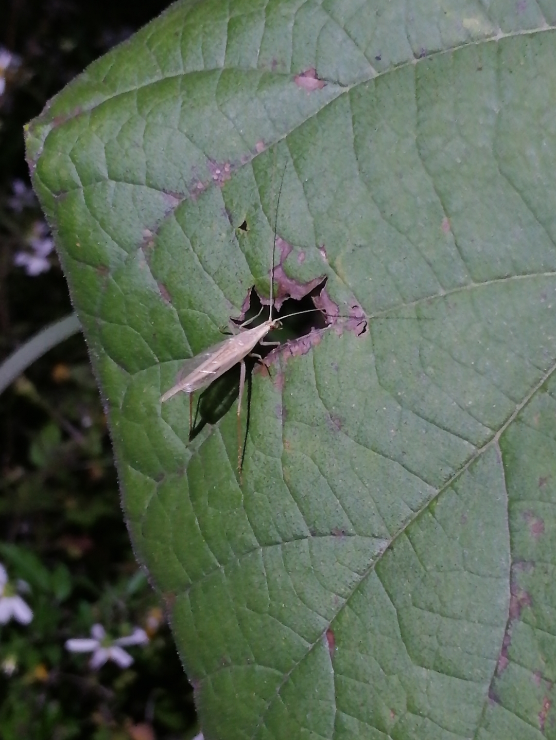 真实的竹蛉生境～虫友不时会问我个.@桂山虫阁的动态