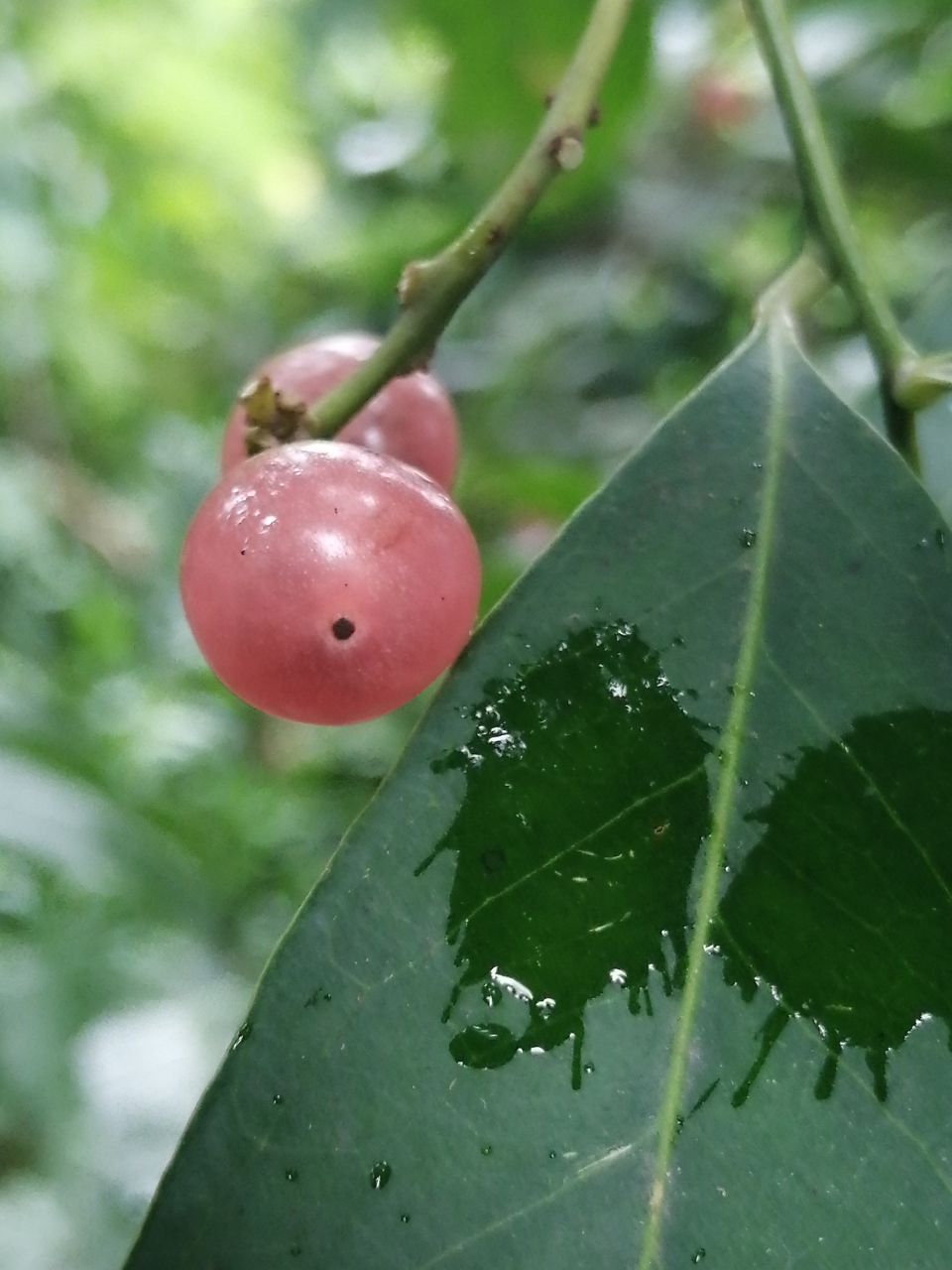 山小橘,芸香科植物…很多人都没见过吧,这果子是很多70,80后农村孩子