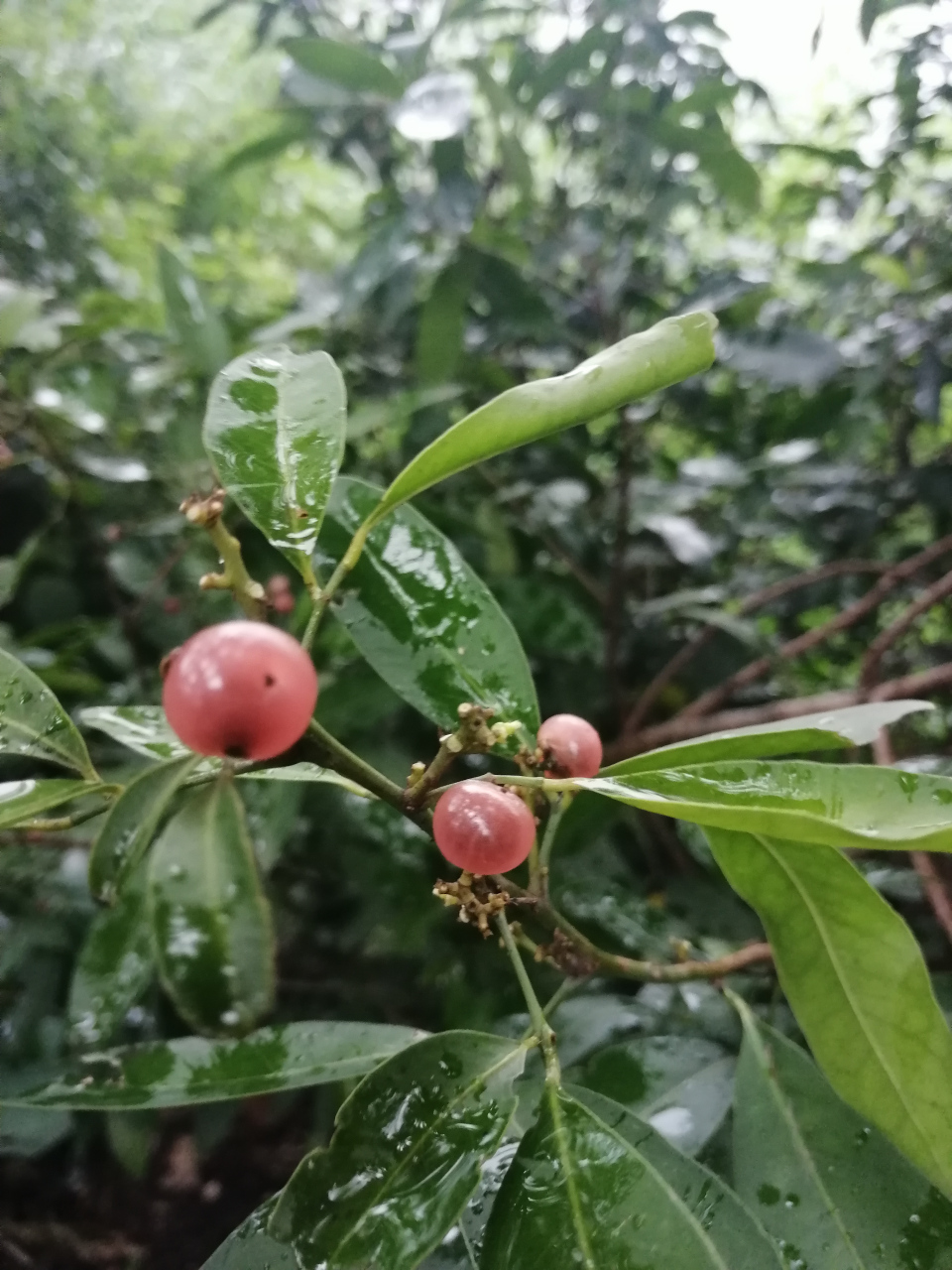 山小橘,芸香科植物…很多人都没见过吧,这果子是很多70,80后农村孩子