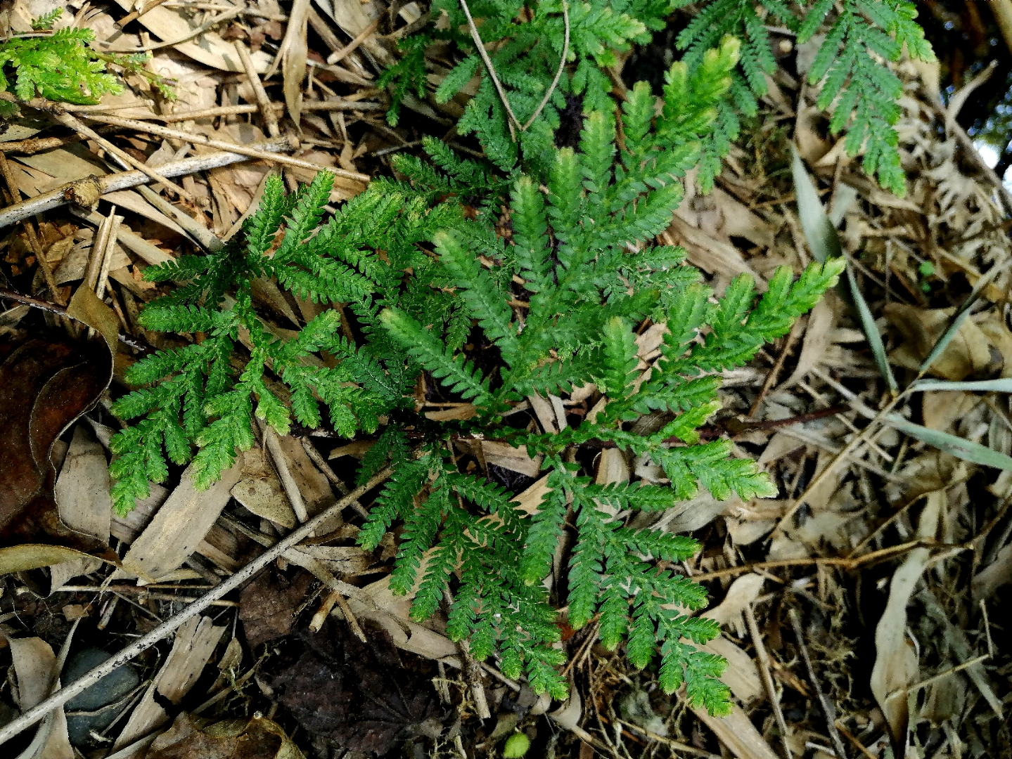昨天爬山又找到了另一种卷柏～江南卷柏,盆栽很漂亮[赞同],药用价值也