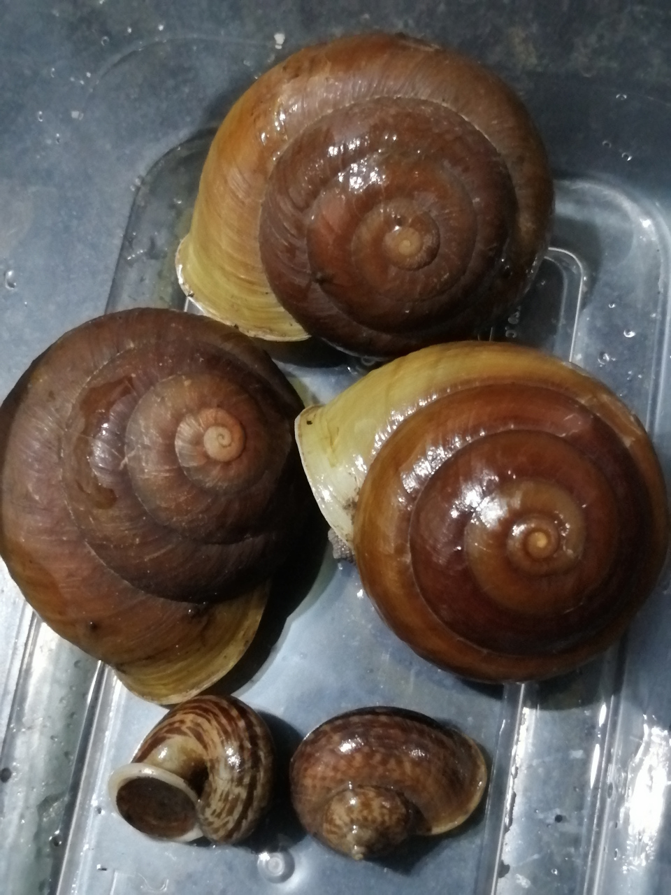 好大个蜗牛～皱巴坚螺,有近7公分大,都快跟乒乓球差不多大了[晕][晕][