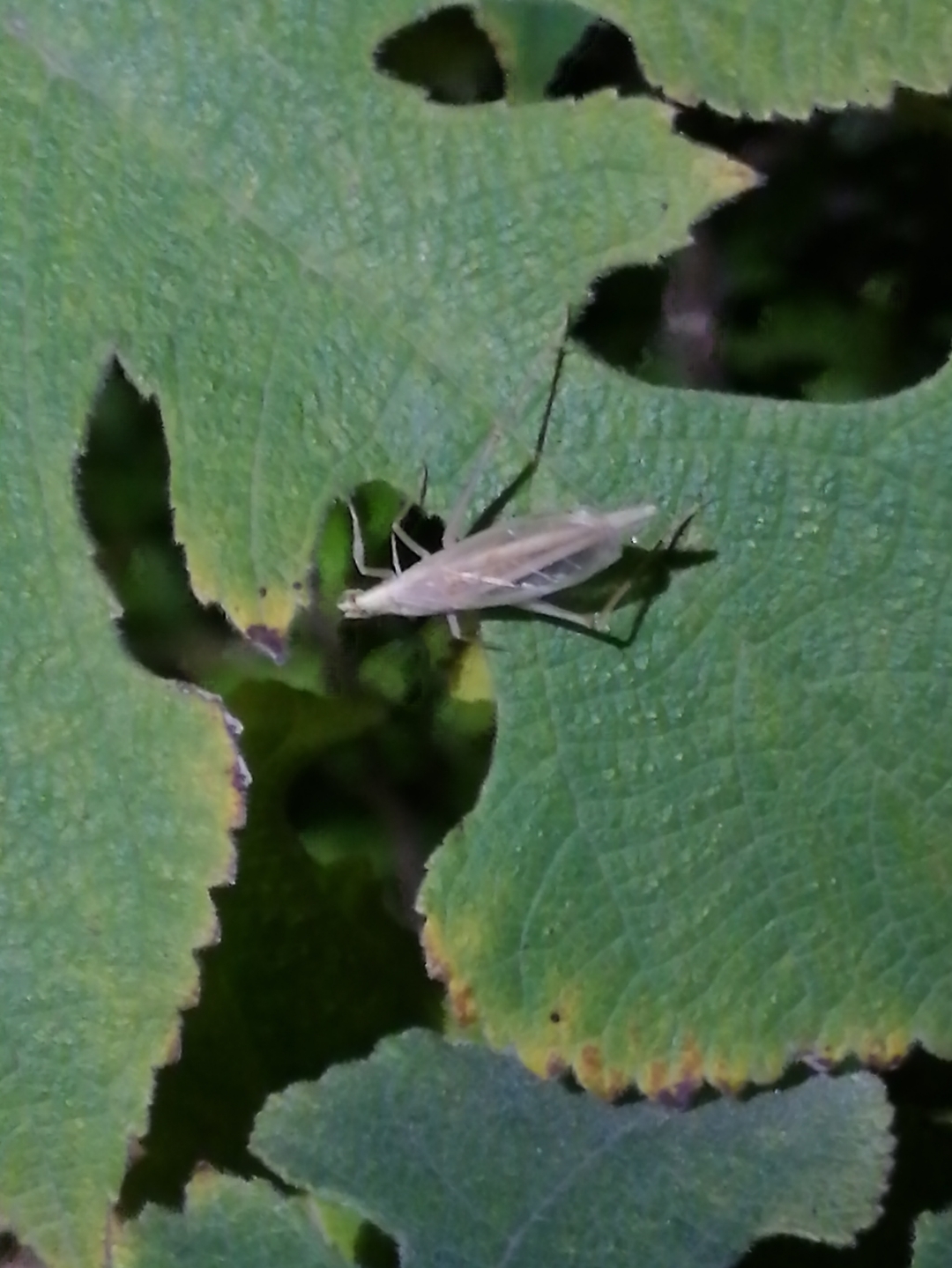 如照片所示,野生竹蛉平时的生活环境是这样的,如果长时间关在个狭小