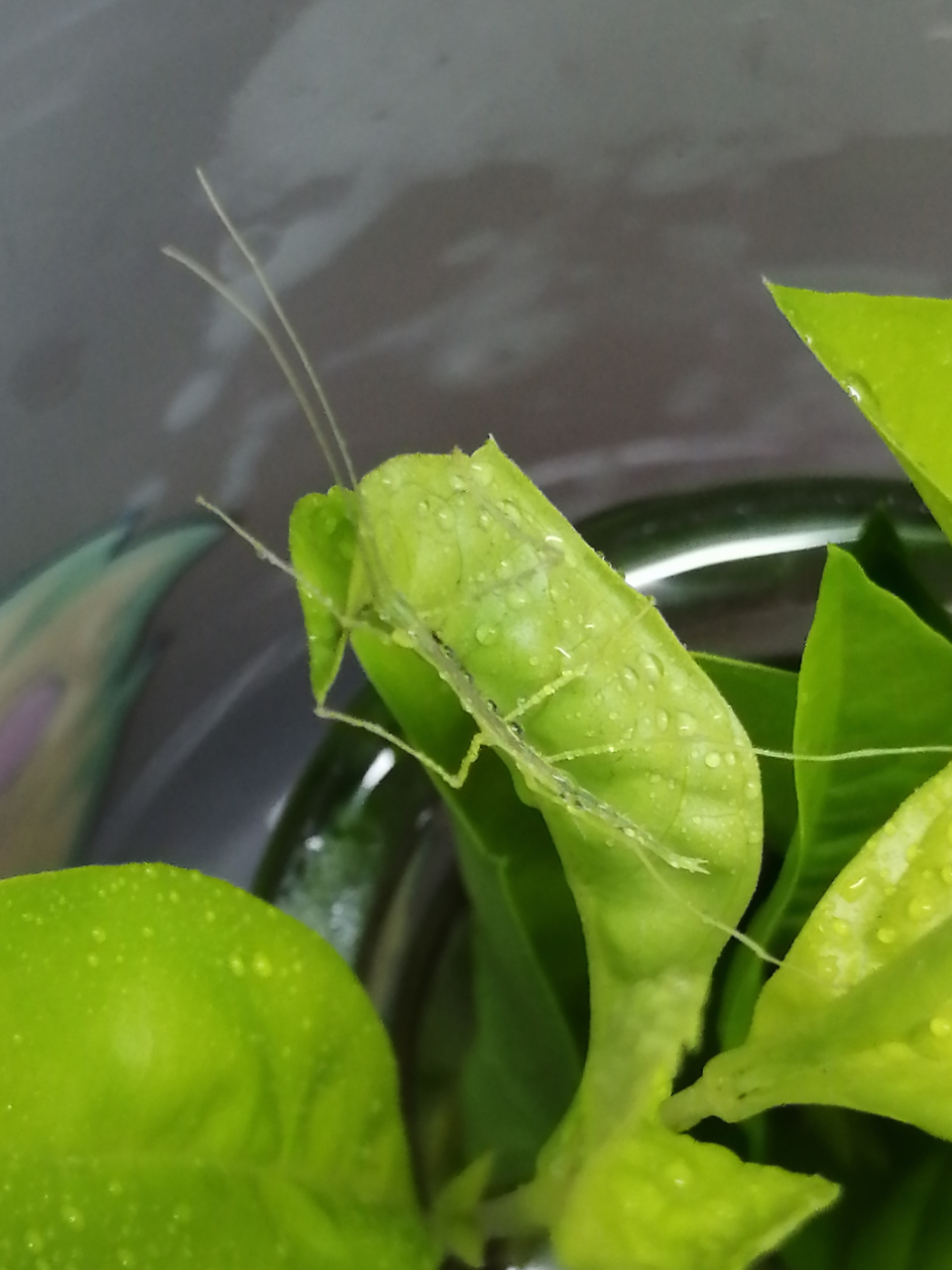 刚出生的小竹节虫,晶莹剔透,触须这么长,难道是大佛竹节虫?