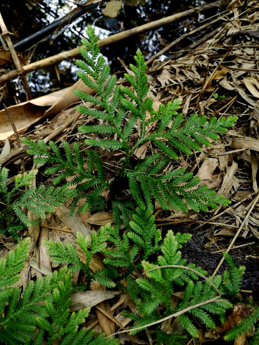 昨天爬山又找到了另一种卷柏～江南卷柏,盆栽很漂亮[赞同],药用价值也