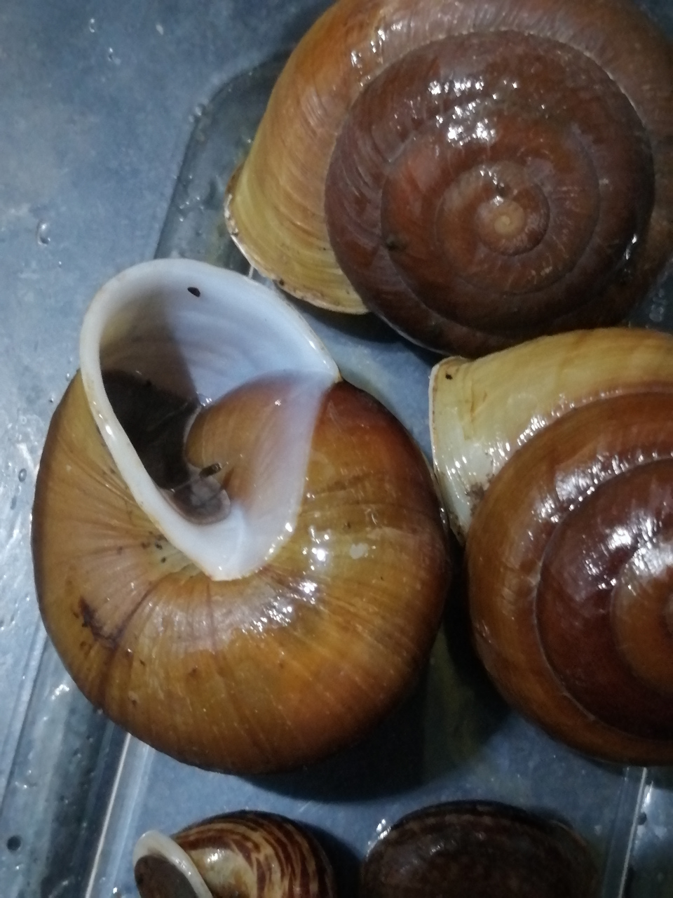 好大个蜗牛～皱巴坚螺,有近7公分大,都快跟乒乓球差不多大了[晕][晕]