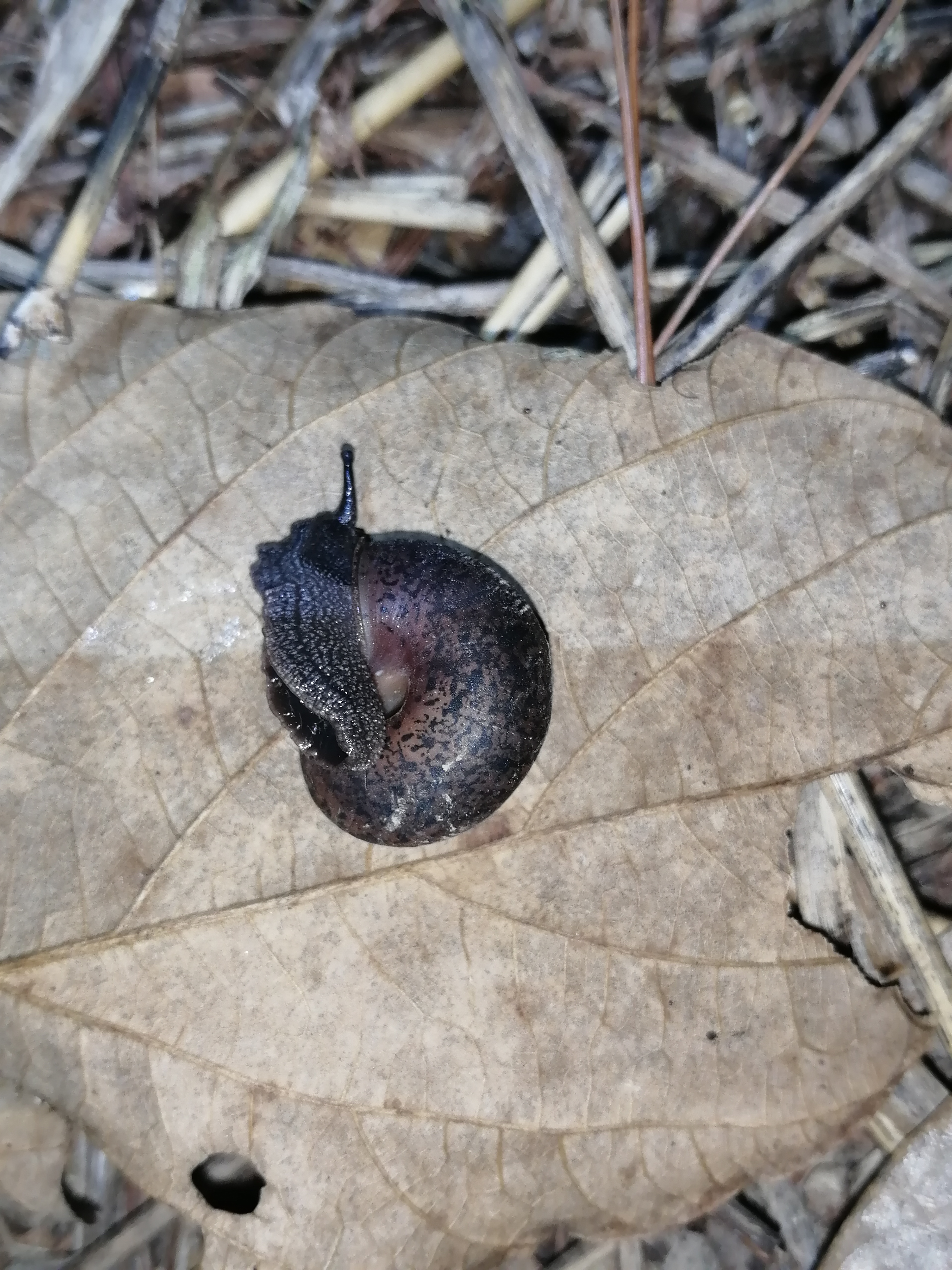 非常少见的山蜗牛,扁平毛蜗牛.收集.@寻味居的动态