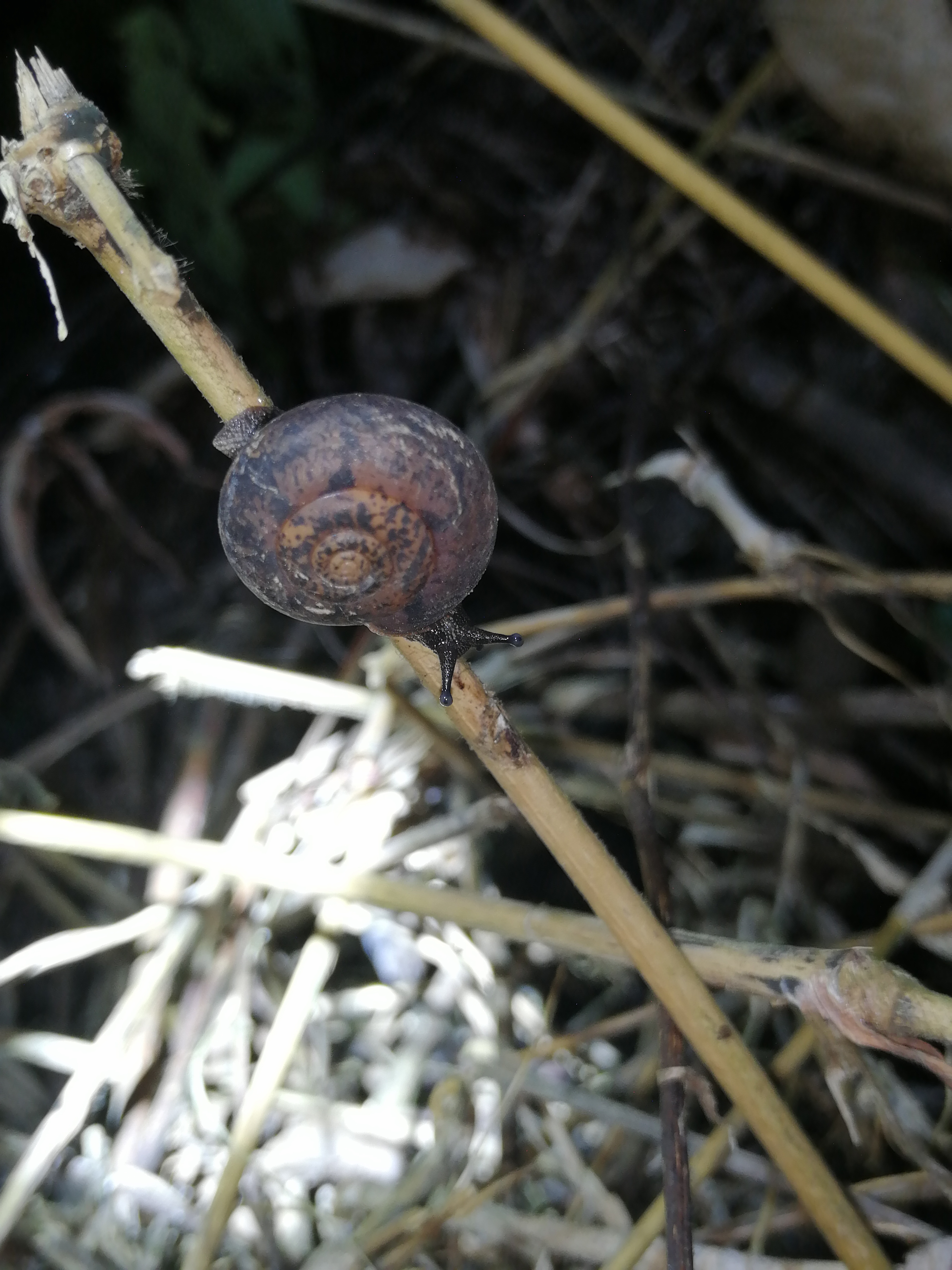 非常少见的山蜗牛,扁平毛蜗牛.收集.@寻味居的动态