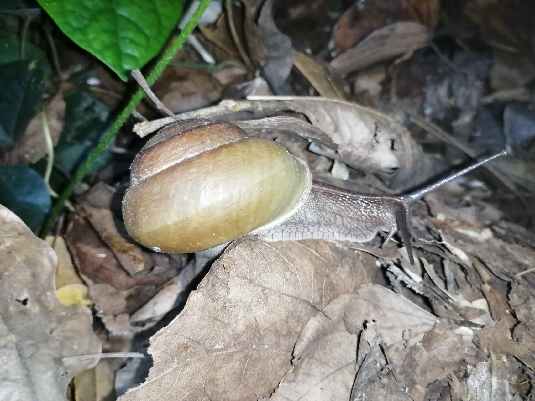 成体皱巴坚螺～第一次见到这种大山螺小小震撼了一下,我们平时见到的