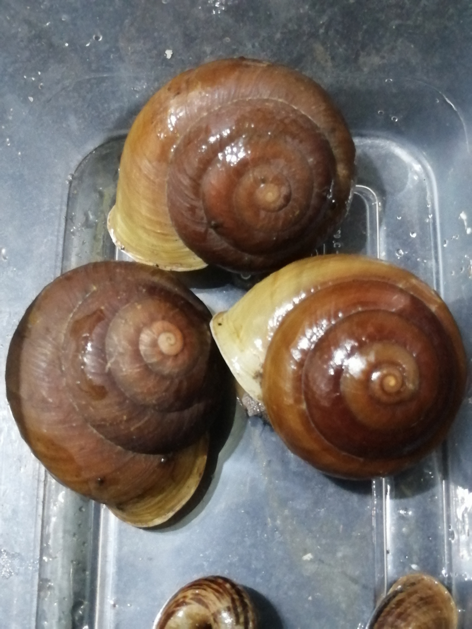 球差不多大了[晕][晕][晕]…这可是土生土长的本地山螺山蜗牛哦[赞同]