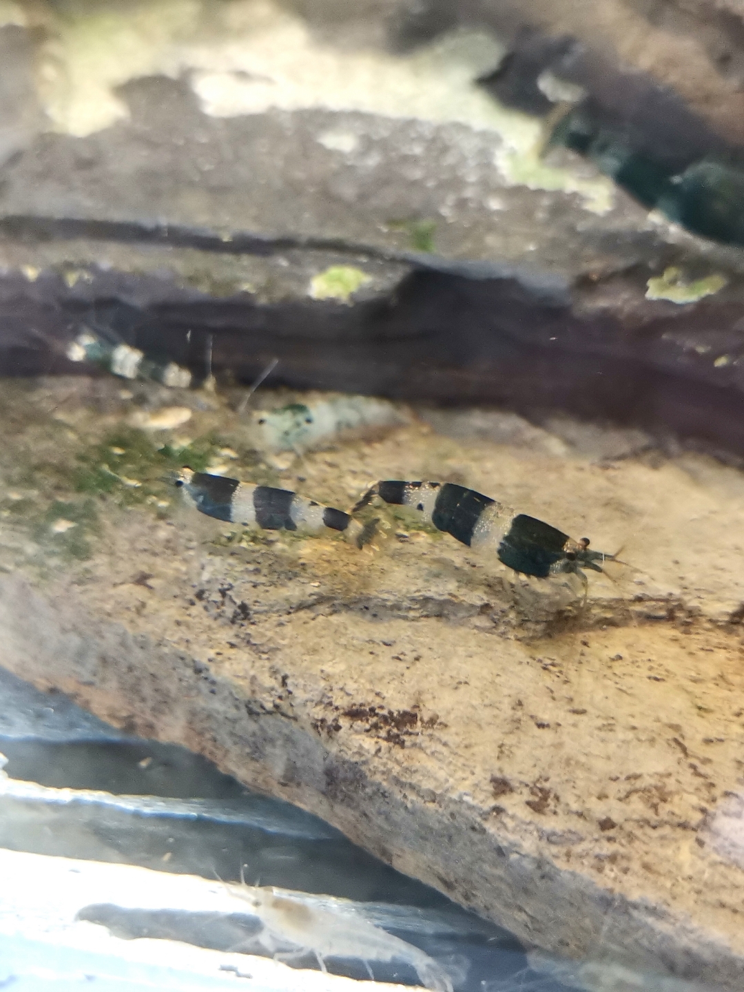 自己养的原生观赏虾,也叫蜜蜂虾.