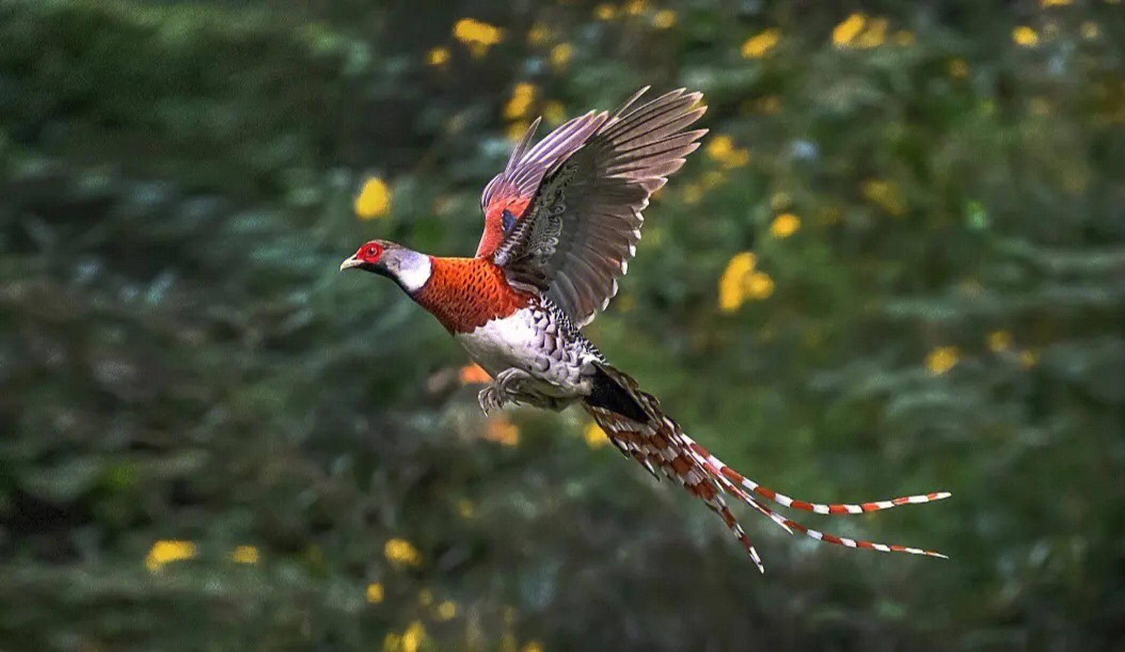 动物# 白颈长尾雉(学名:syrmaticus ellioti):大型鸡类,体长81厘米