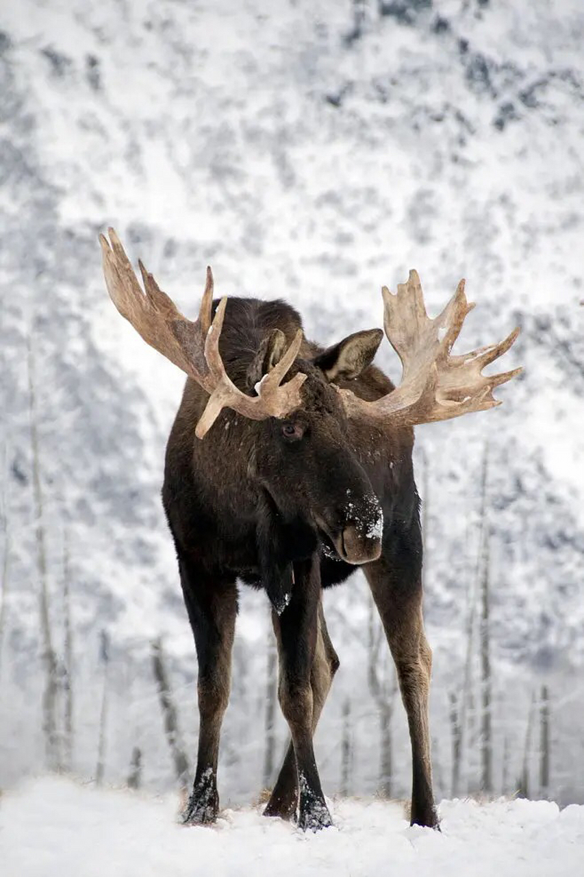 动物# 驼鹿(学名:alces alces):鹿科,驼鹿属动物.