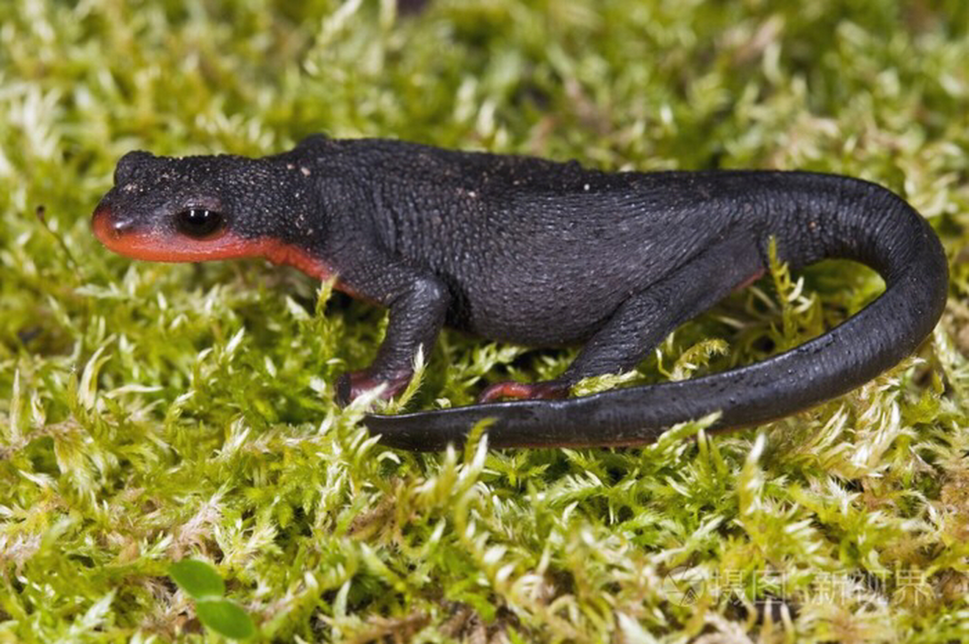 动物# 大蝾螈 两栖纲动物 大蝾螈(学名:andrias