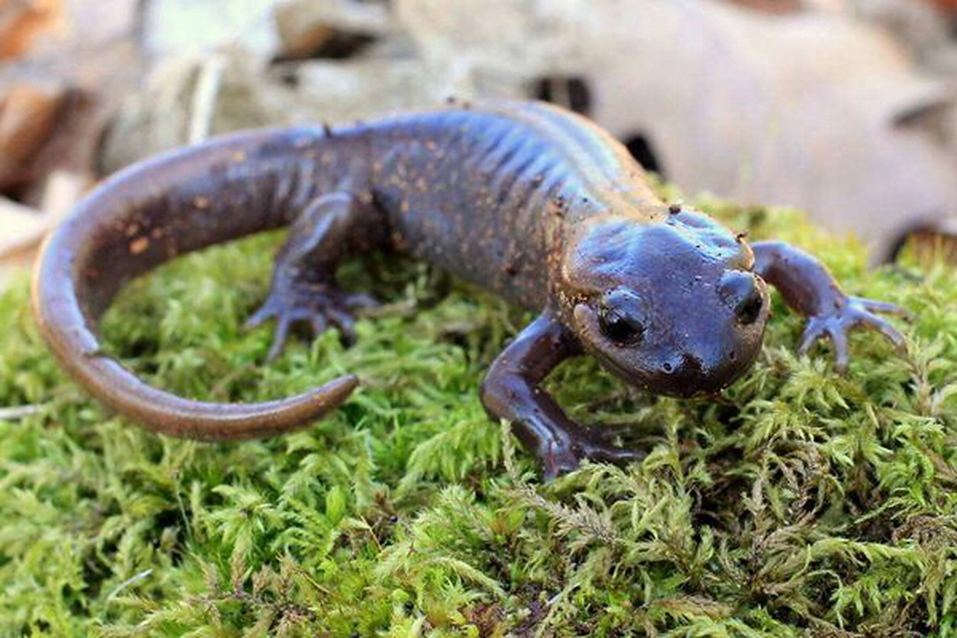 动物# 大蝾螈 两栖纲动物 大蝾螈(学名:andrias