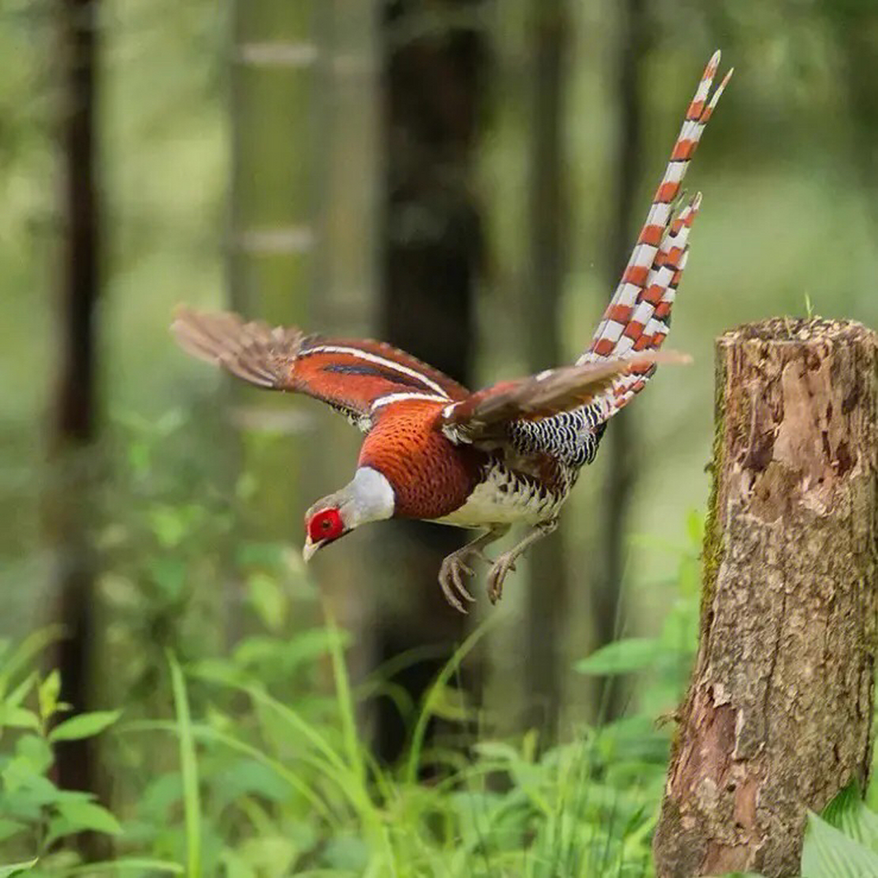 动物# 白颈长尾雉(学名:syrmaticus ellioti):大型鸡类,体长81厘米