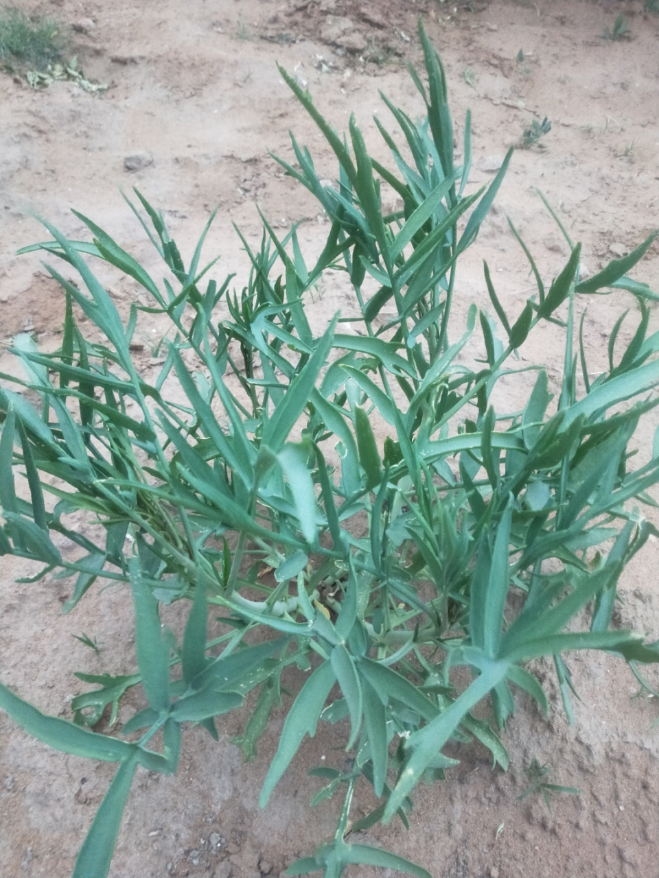 陕北榆林神木市沙盖菜