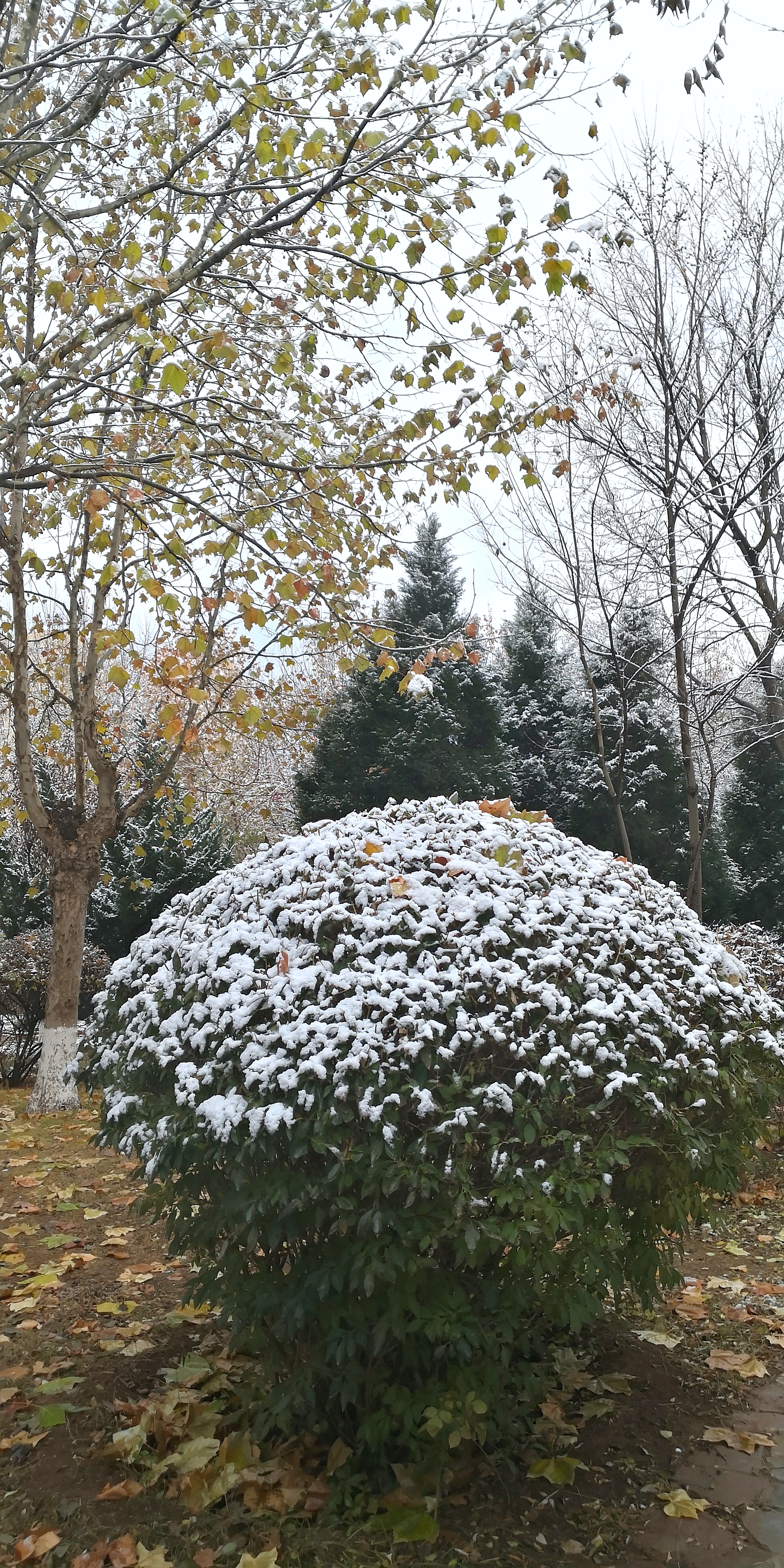 大连湿地公园初雪